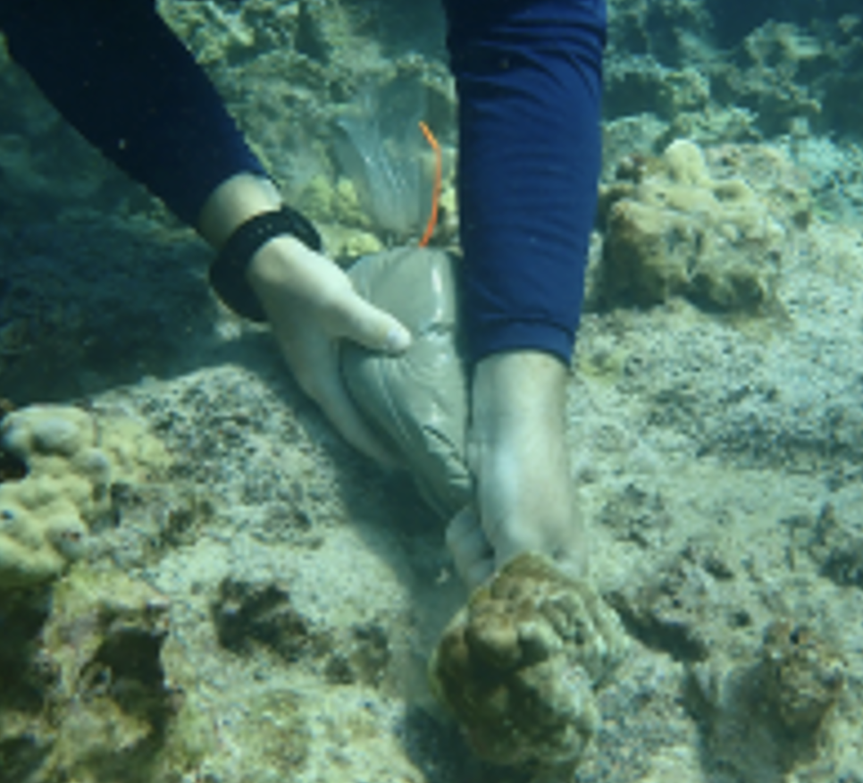 Underwater image of a diver's two hands reattaching a coral to a reef.