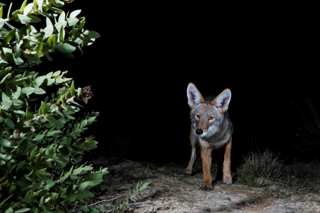 A coyote walks towards the camera on a sandy path in the dark.