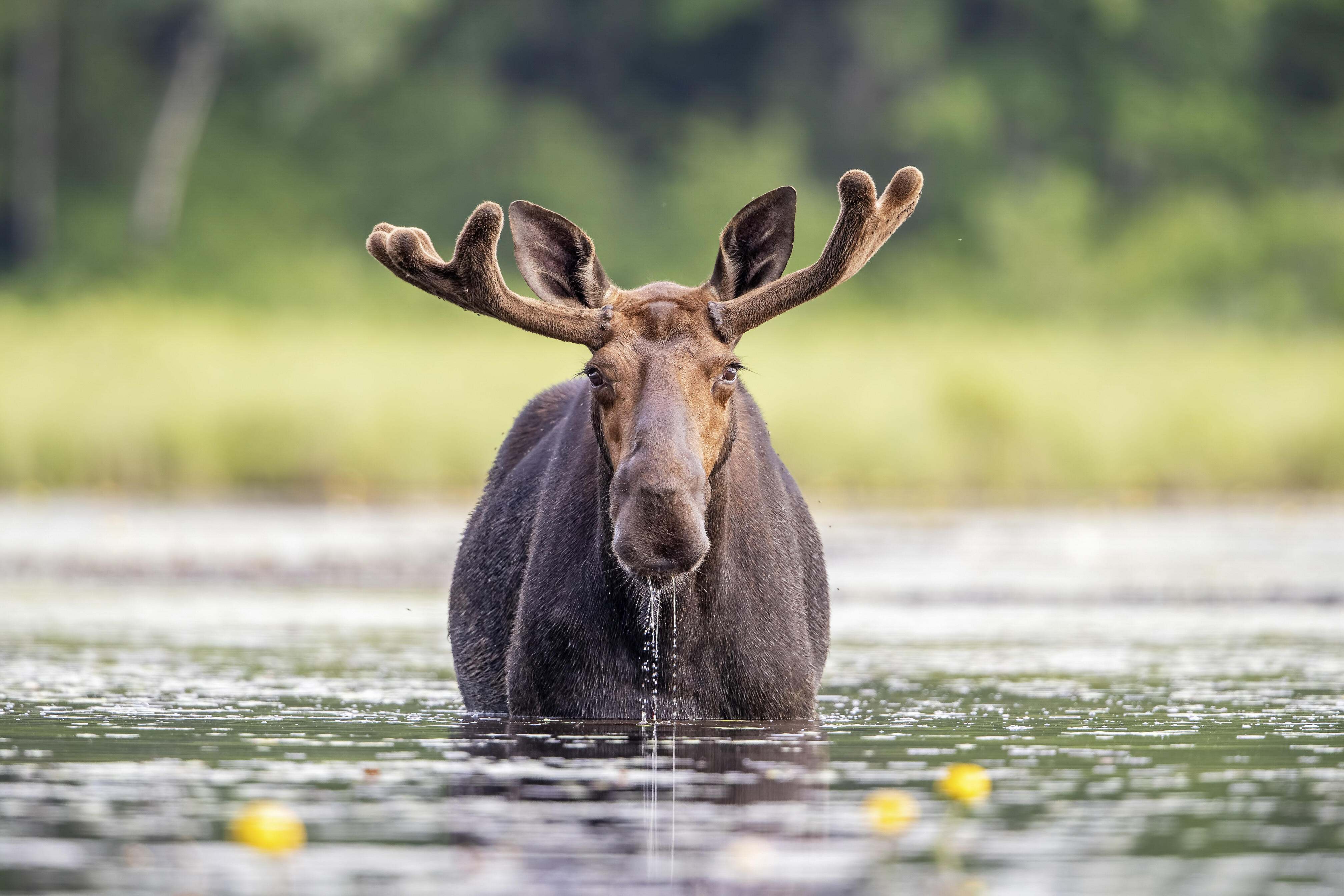A bull moose stands in a river and faces the camera.