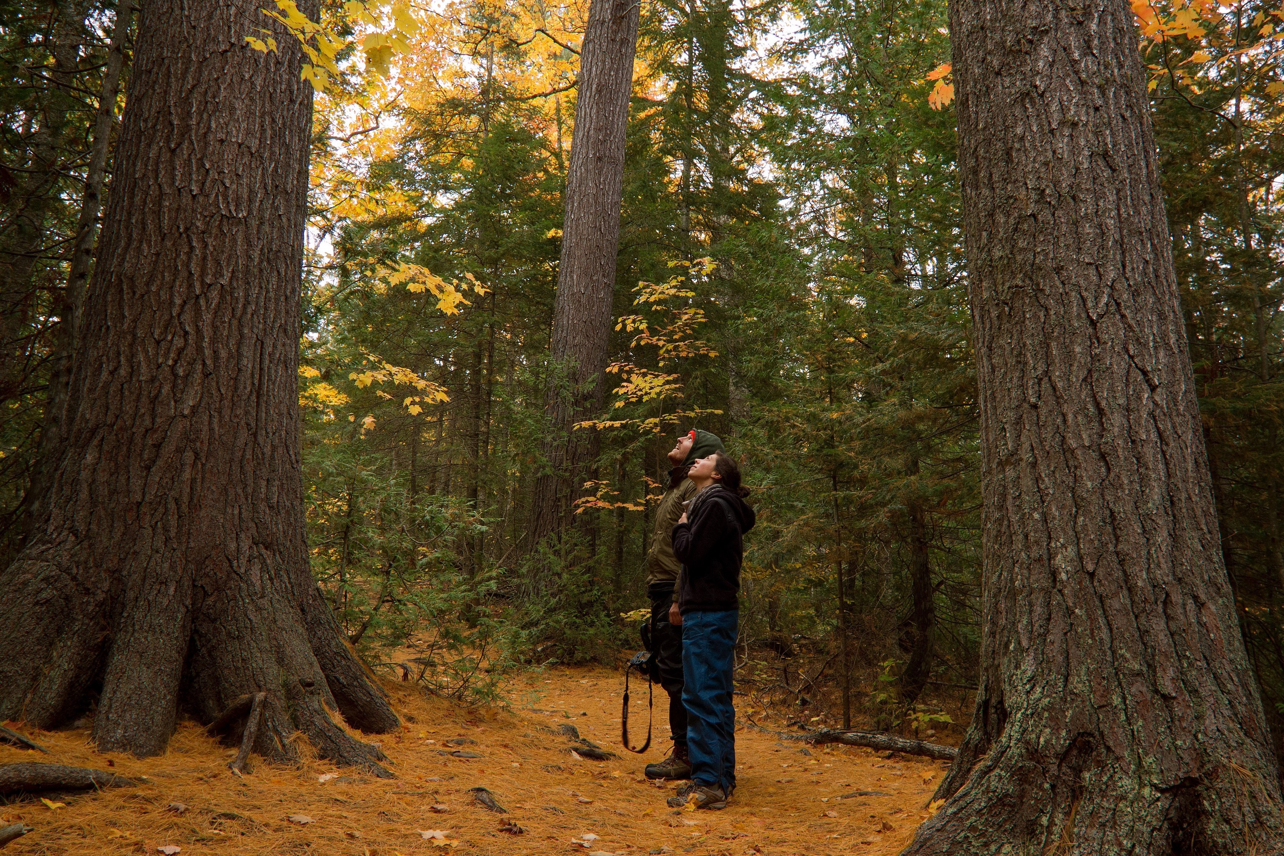 Two people hiking in a forest in autumn.