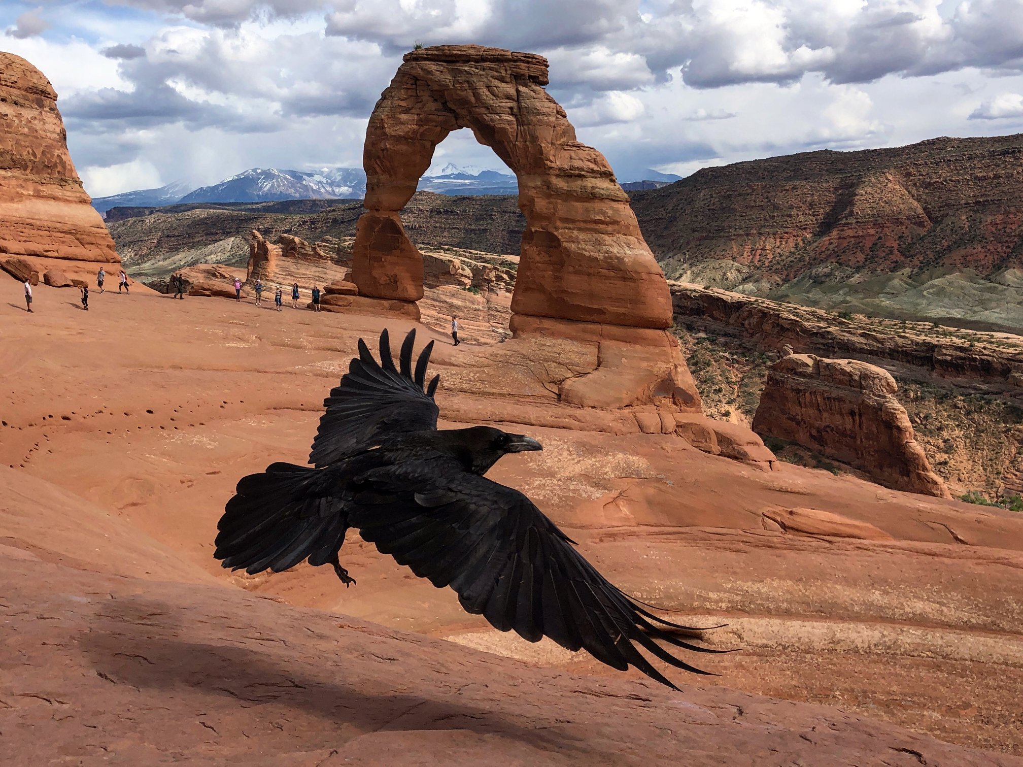 raven flies by tourists and delicate arch in arches national park