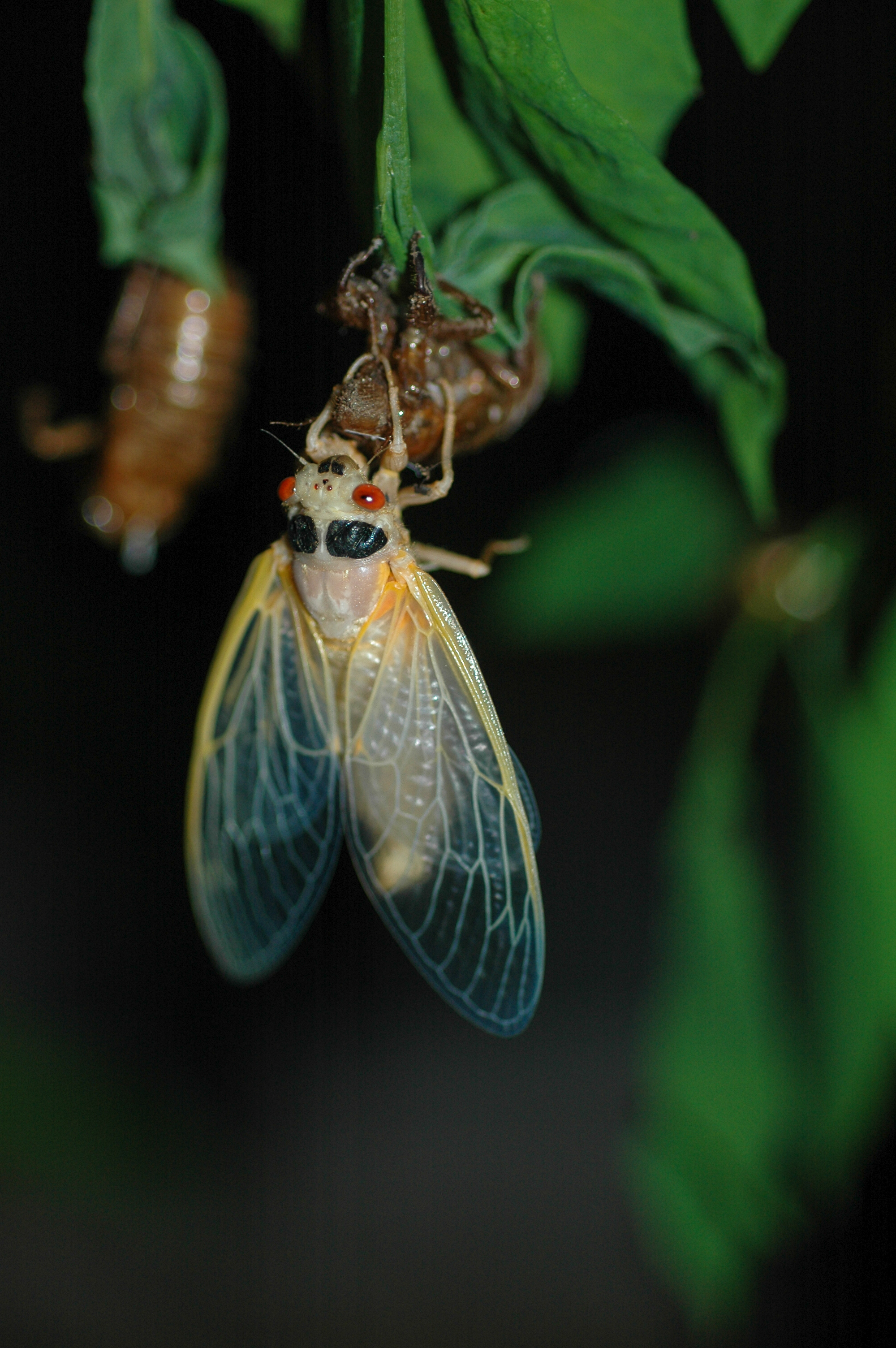 A newly emerged cicada dangles from the husk of its empty shell. It has a white body and translucent wings. Black markings on its face create the appearance of eyebrows over large red eyes