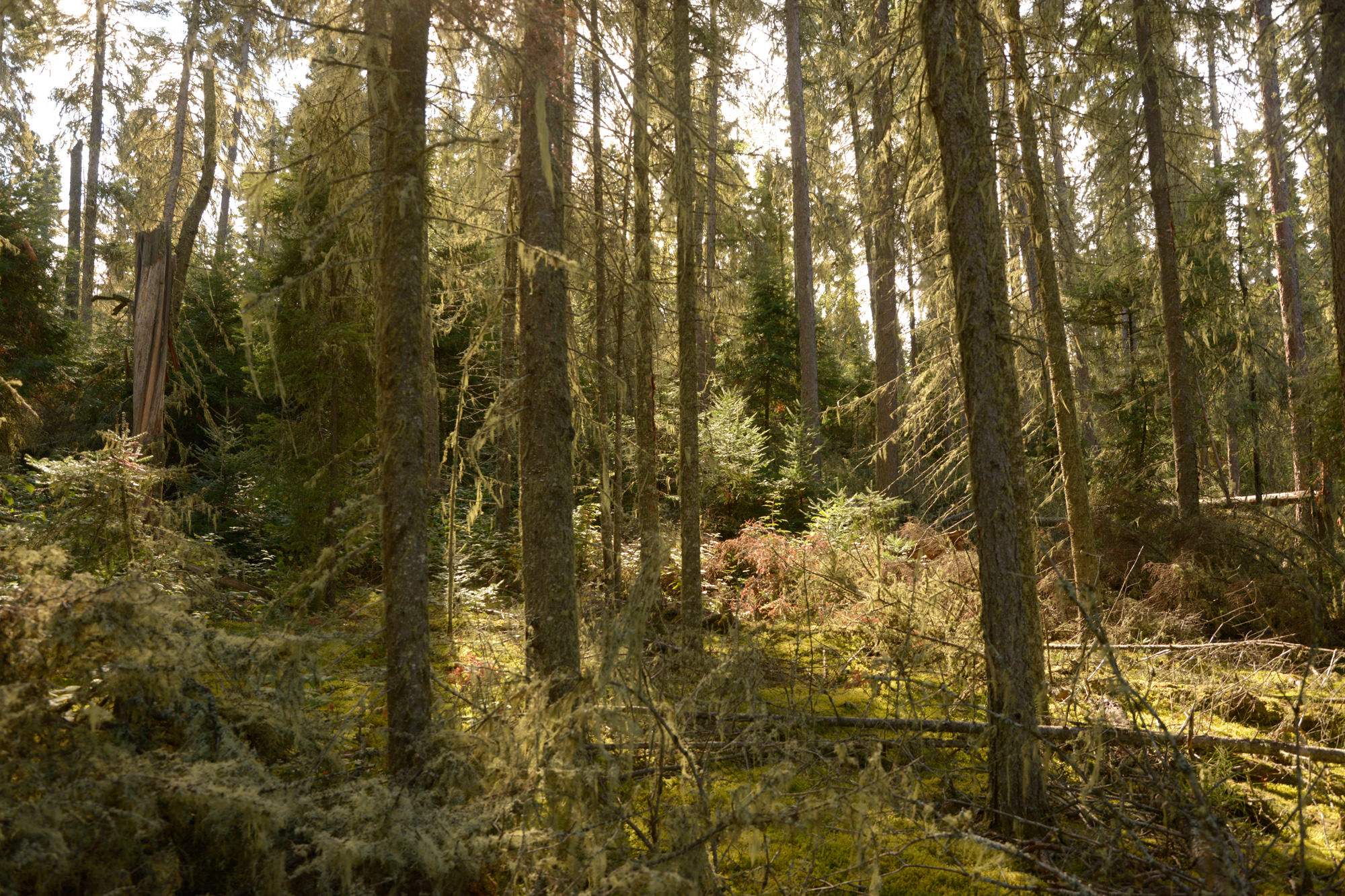 Sunlight streams through a densely wooded forest, giving everything a golden glow.