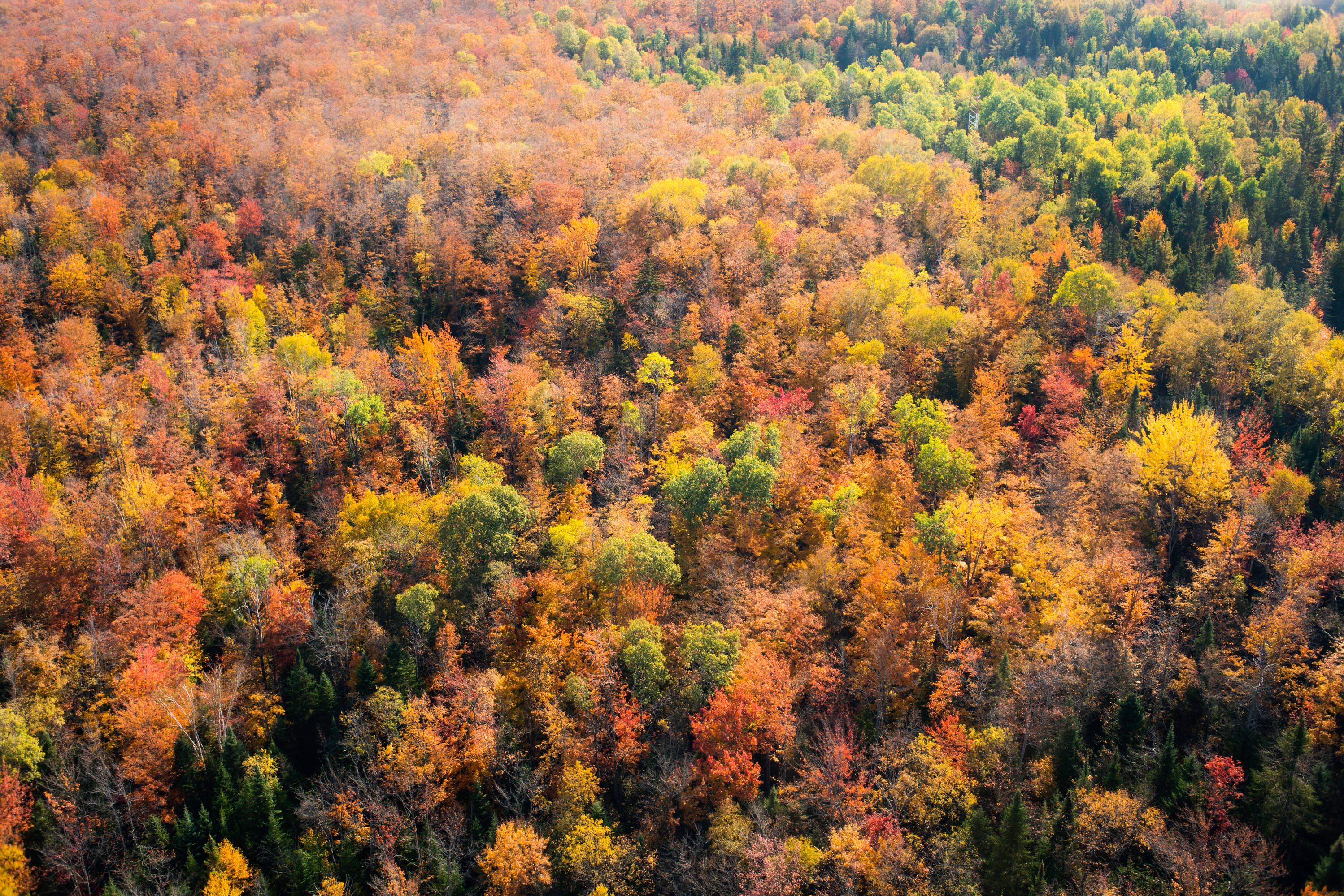 Aerial view of fall color in Adirondack Park, NY