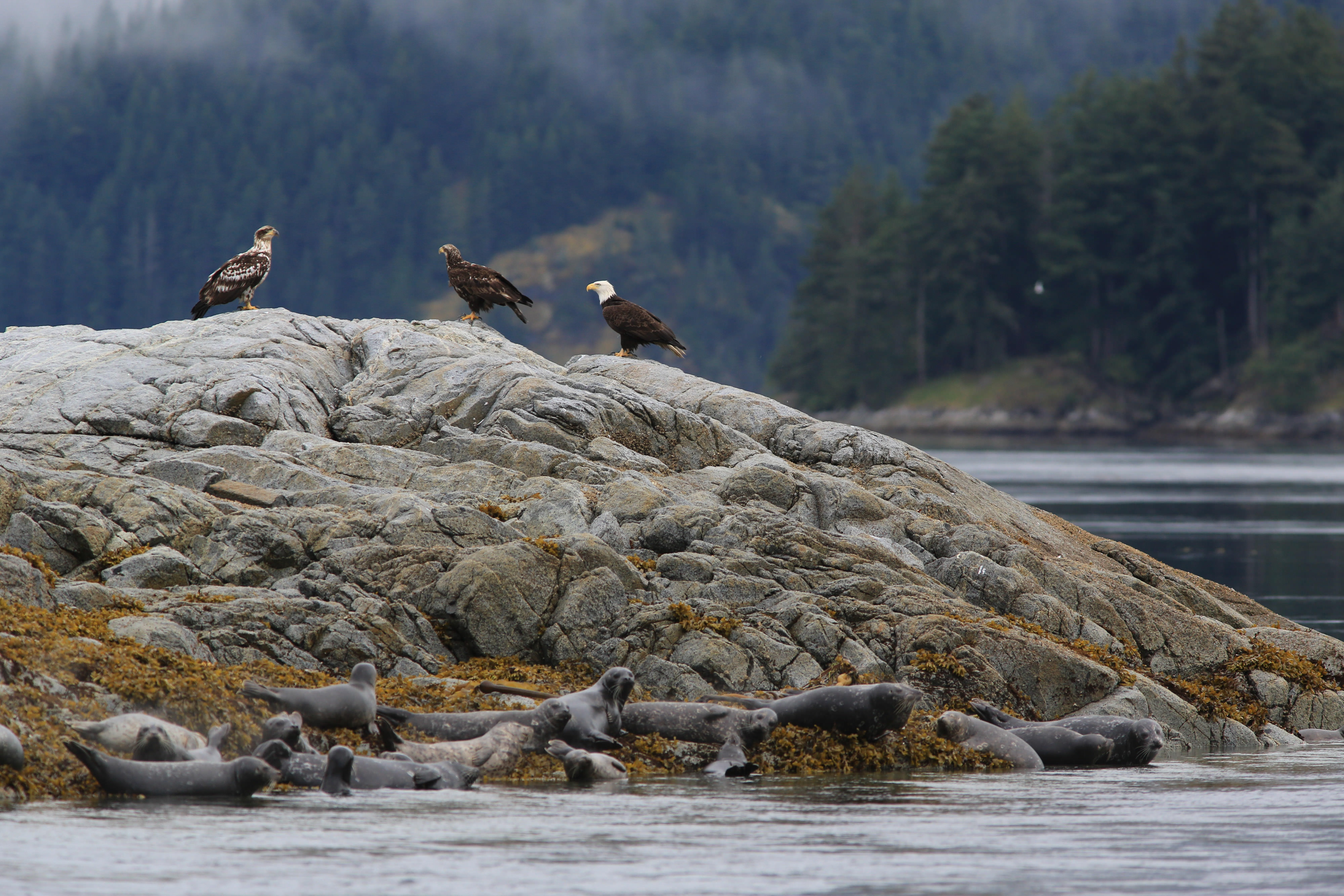 Photo of bald eagles and seals on the rocks in Clayoquot Sound of Vancouver, British Columbia.