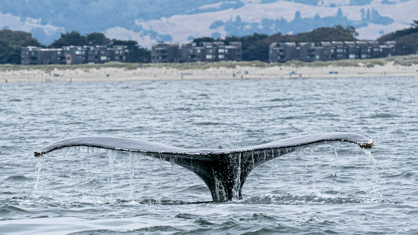 A whale tail emerges from the water off the coast of Monterey Bay, California.