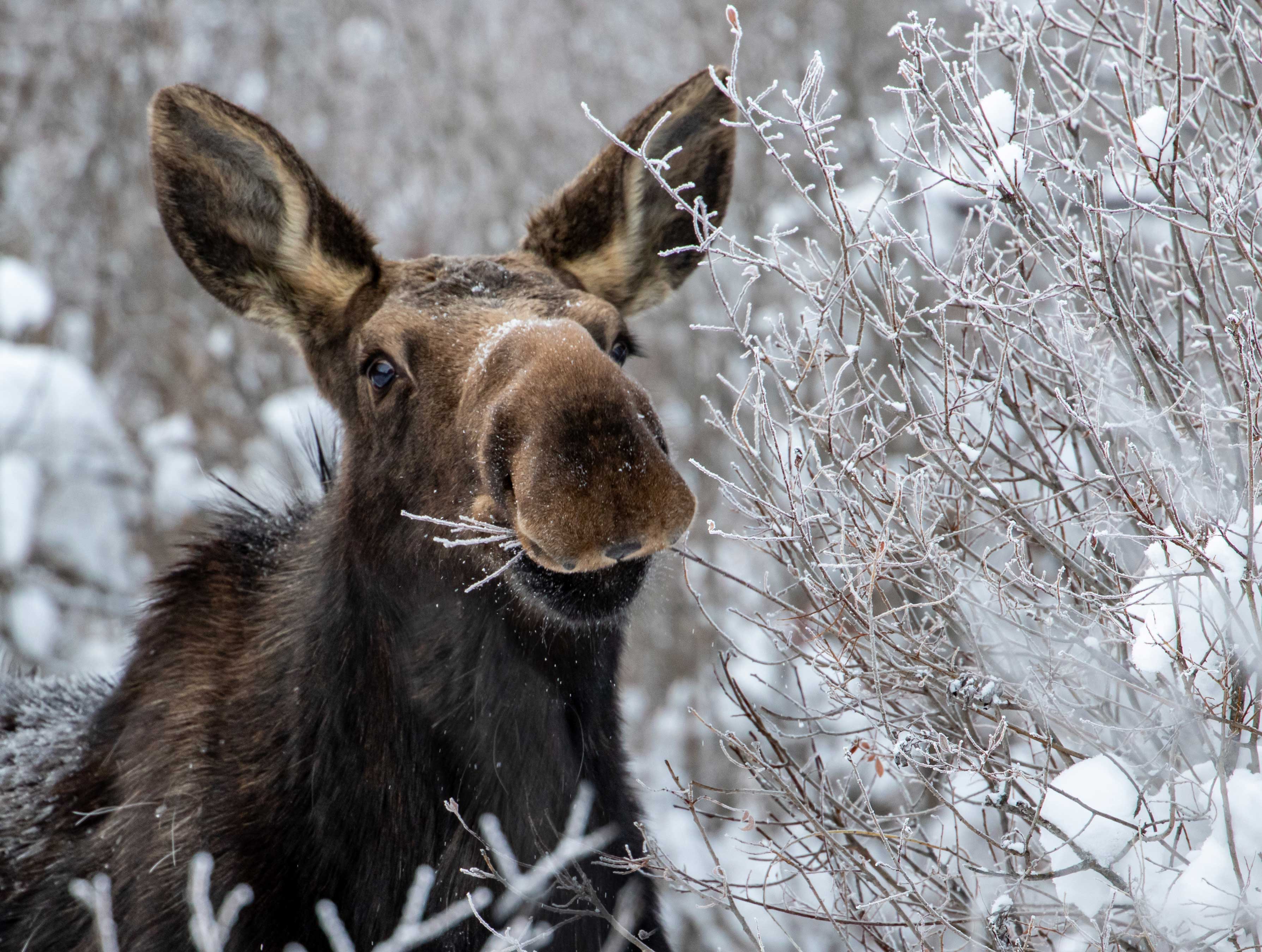 Closeup of a moose chewing on thin, snowy branches of a bush.