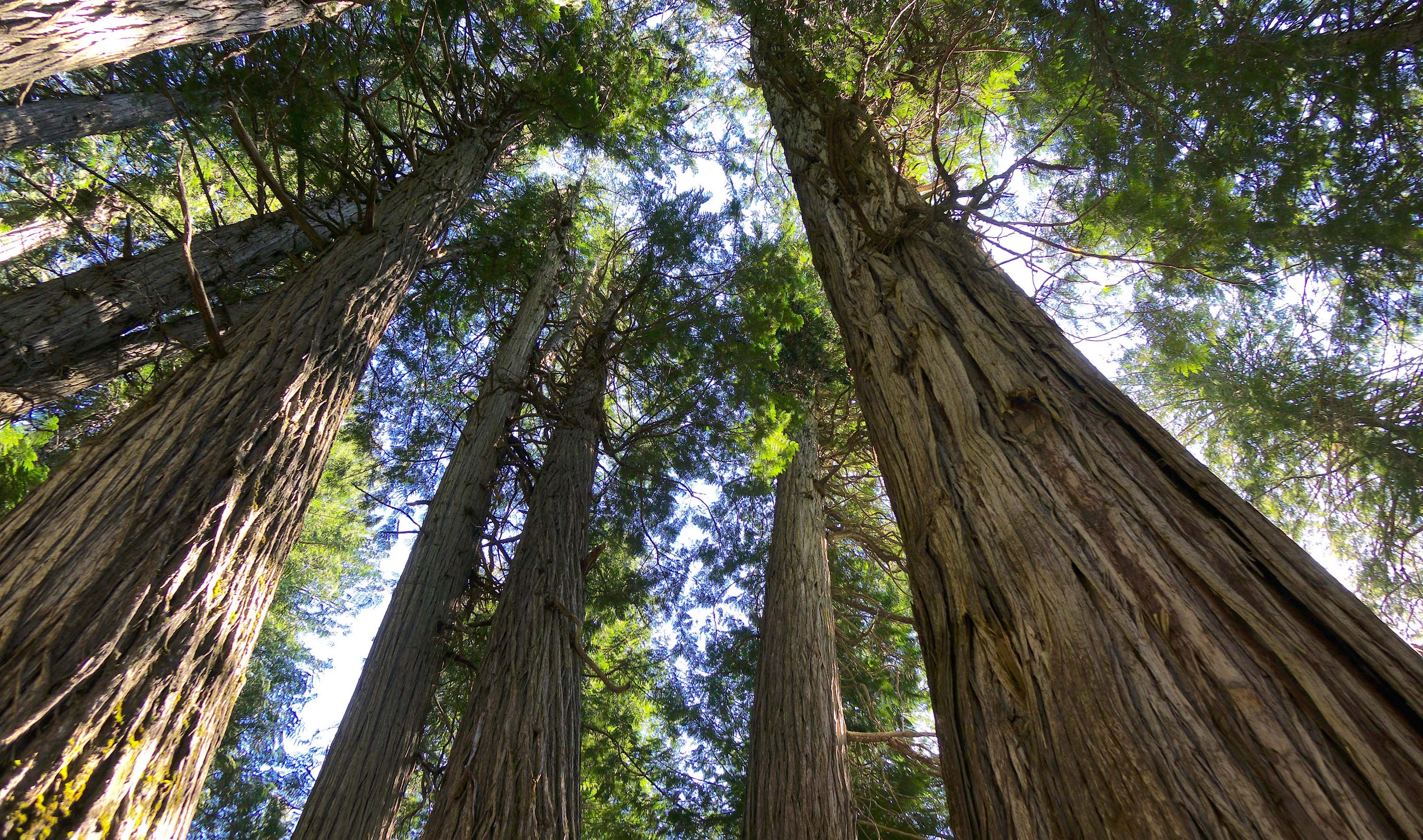 An upward view of cedar trees.