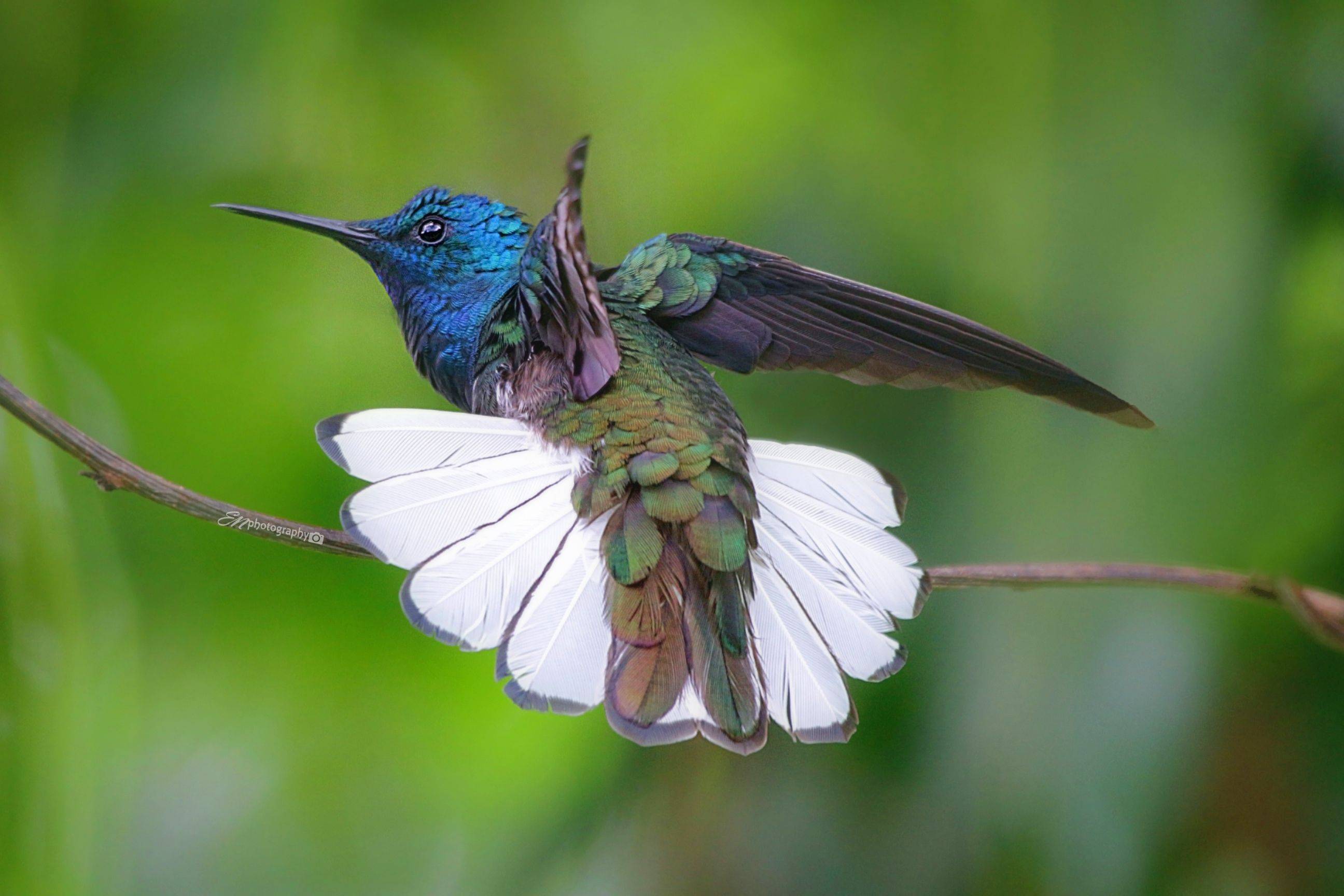 A white-necked bird is in flight.