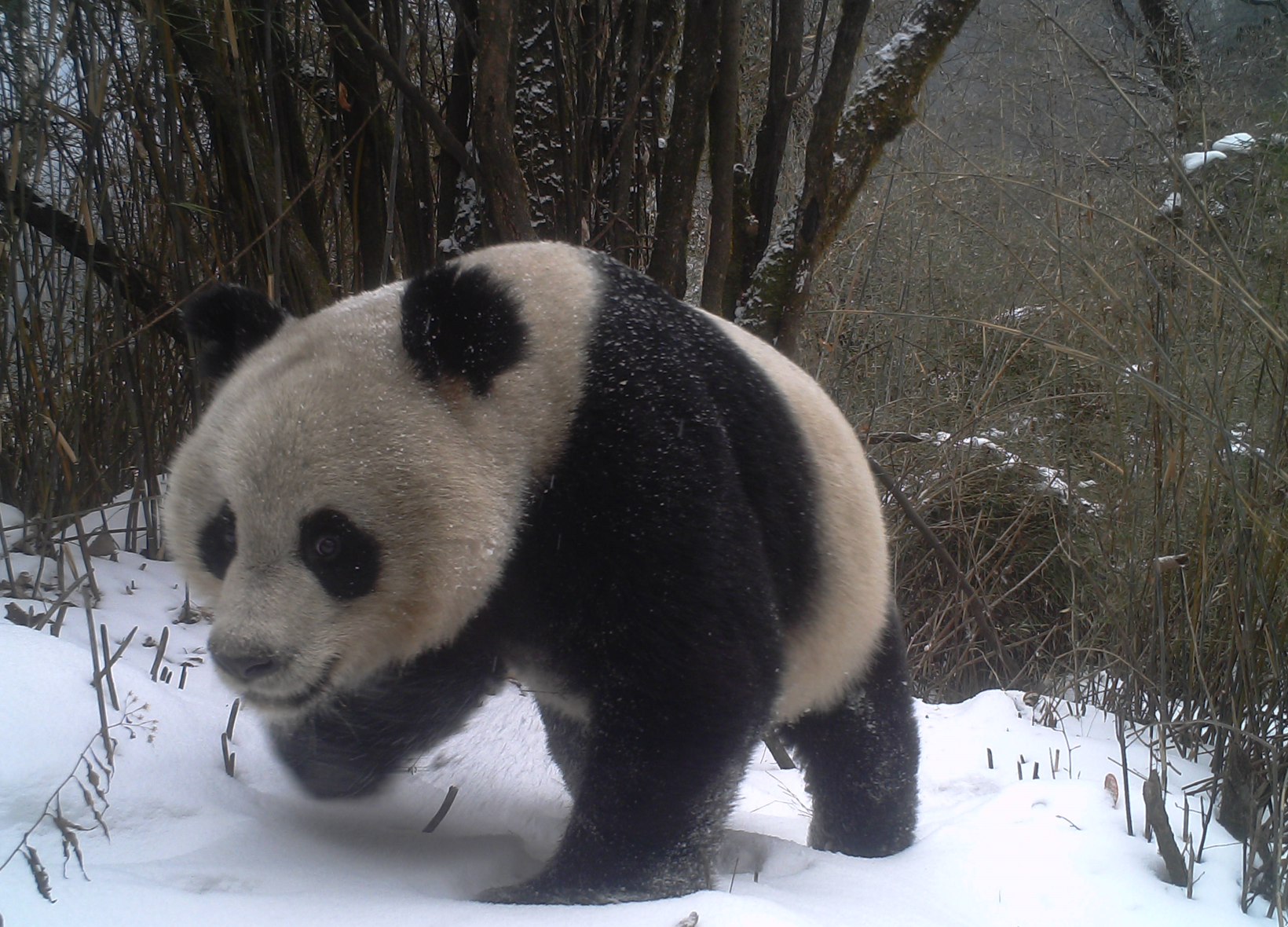 A panda caught on a wildlife camera walks through a snowy forest.