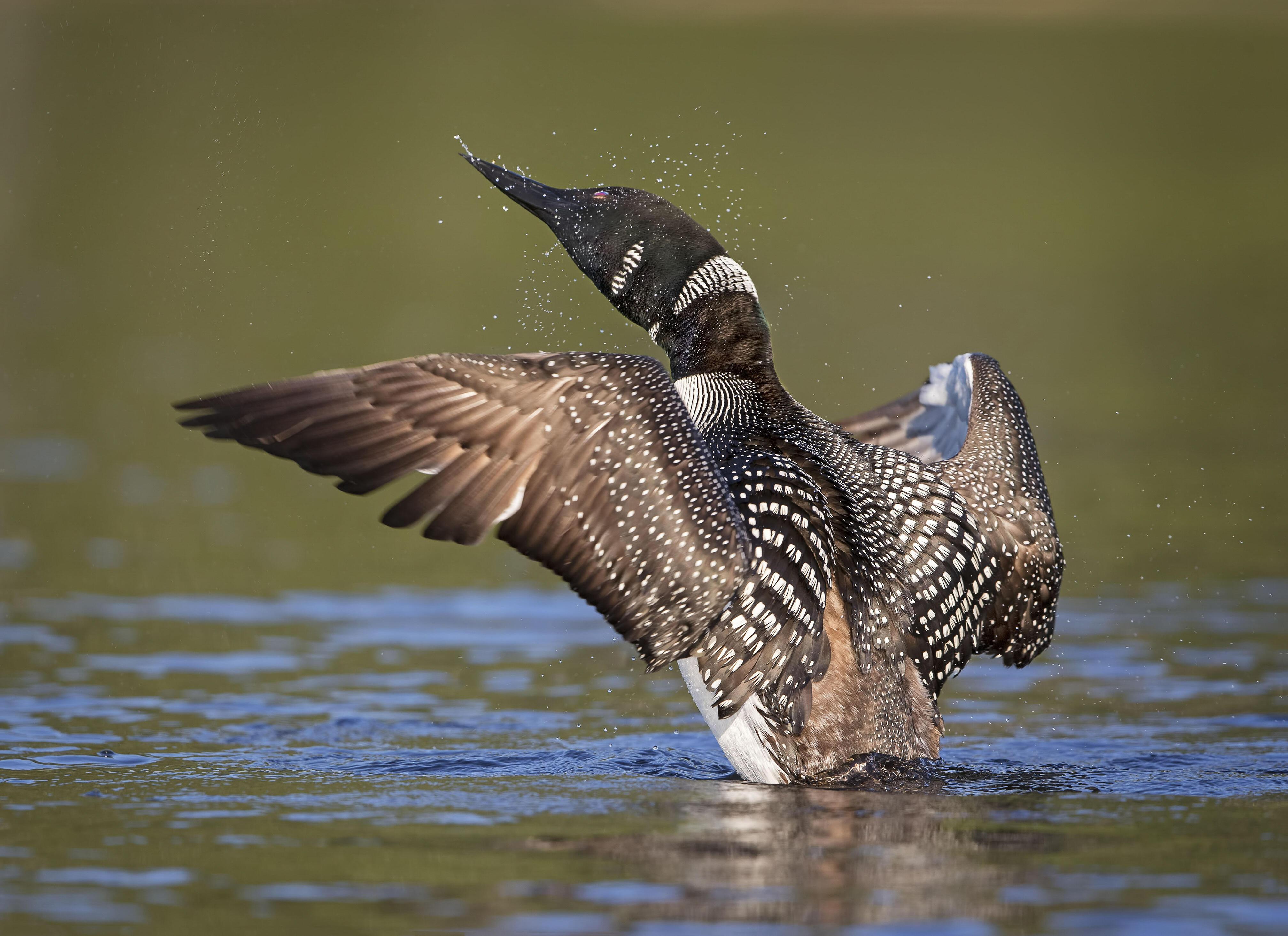 A Common Loon shakes the water free after diving deep in a Northern Michigan lake.