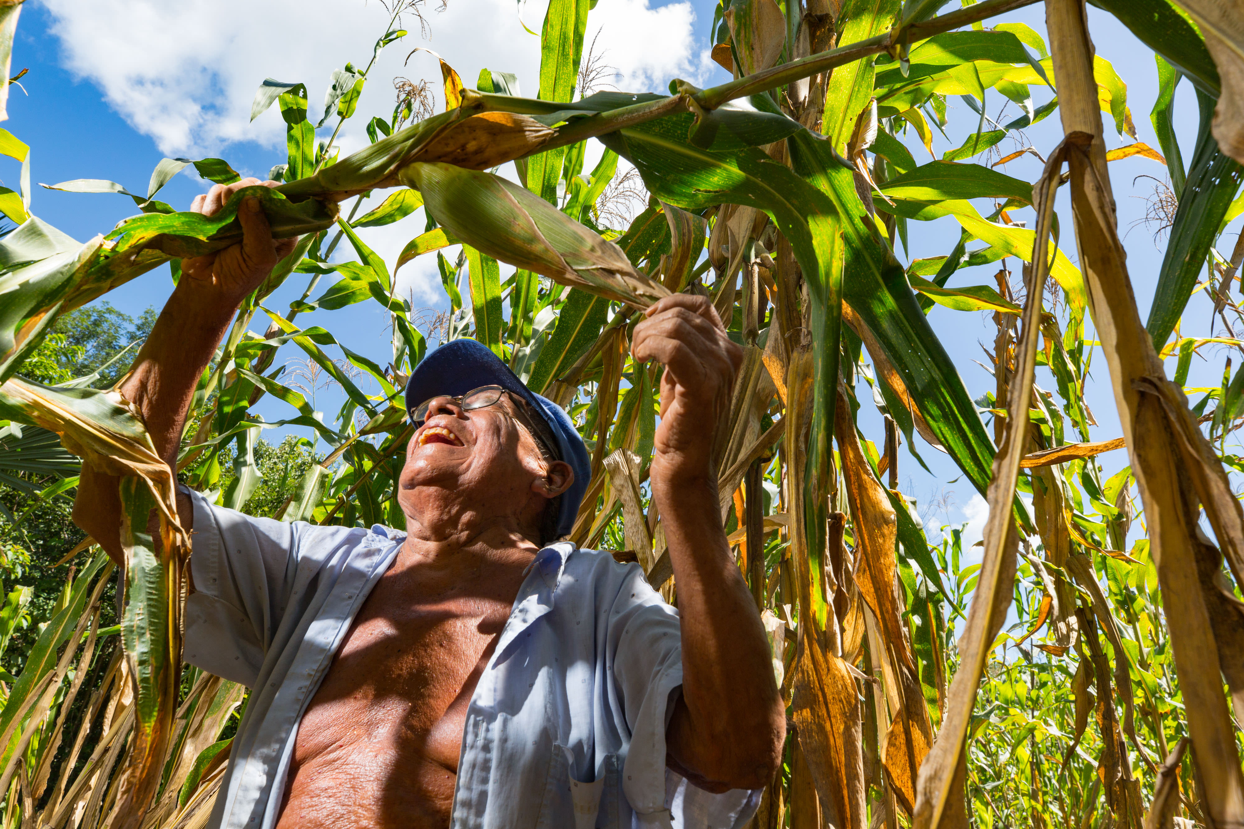 A man looks up into the high stalks of corn in his agricultural field