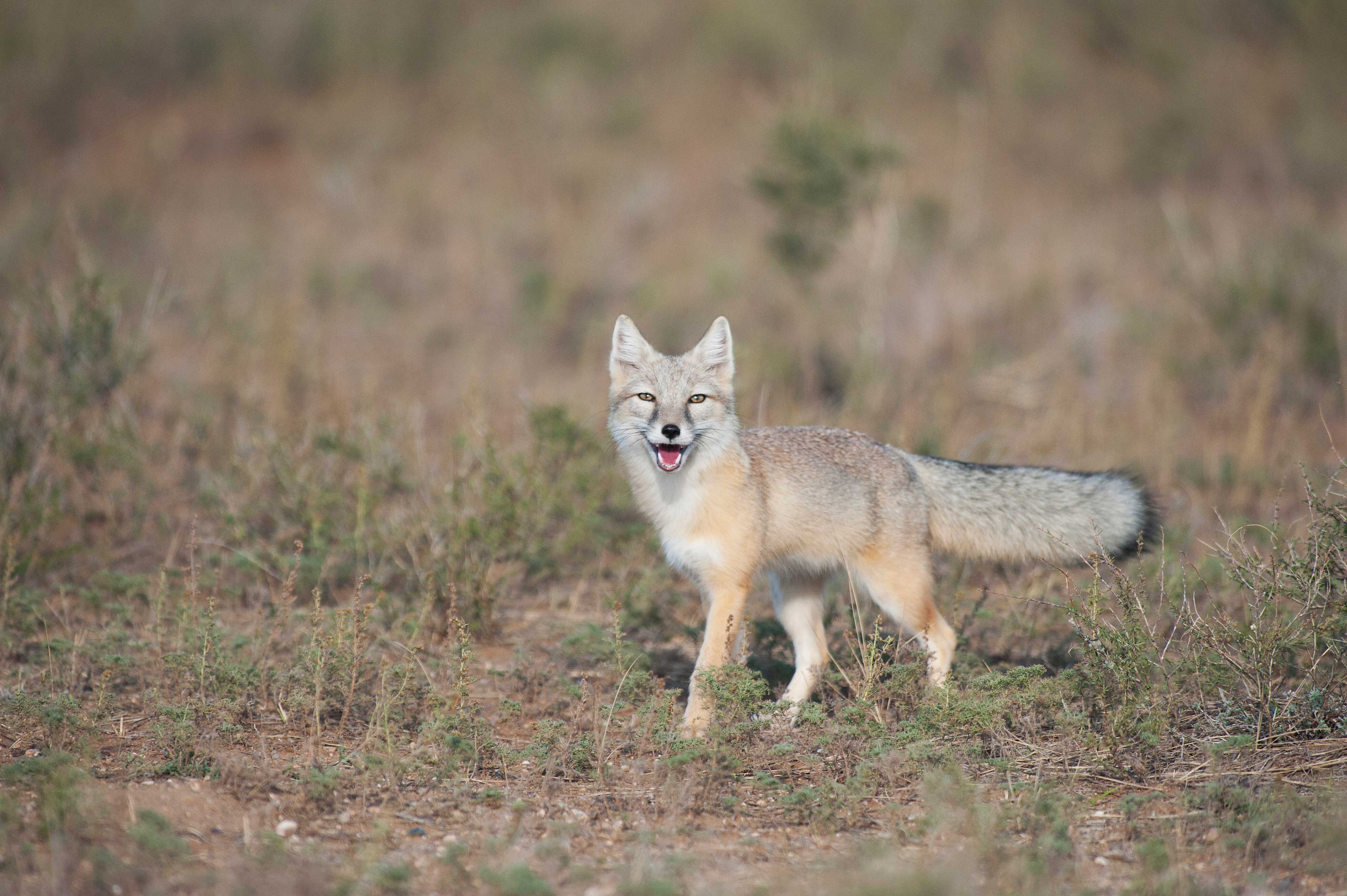 A Corsac fox in Mongolia