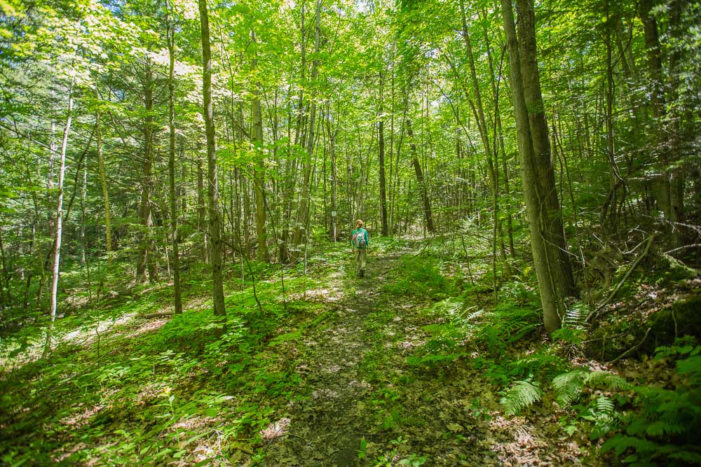 Women walks through a tall, dense but bright deciduous forest in spring or summer. 