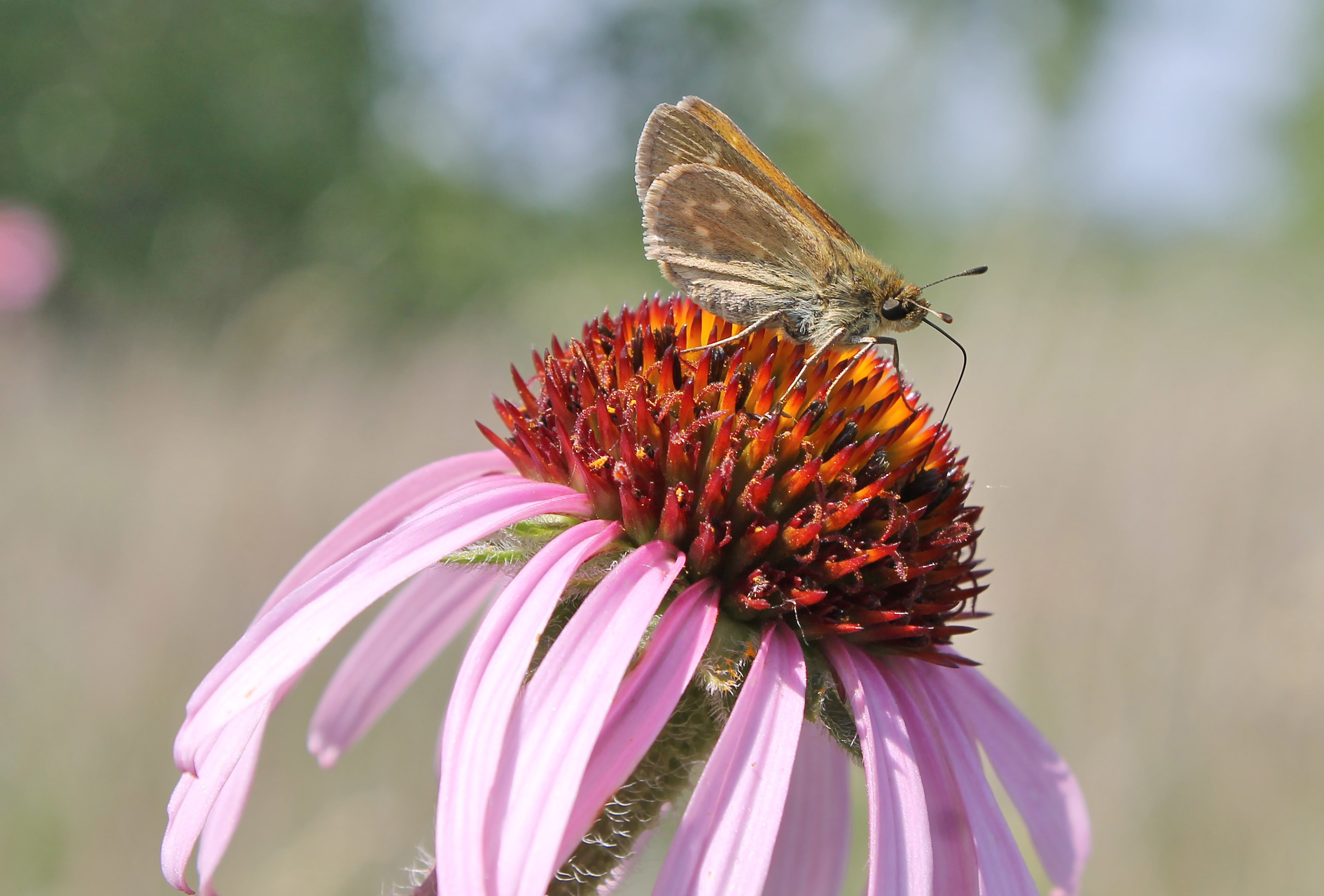 A small gray butterfly, the Dakota skipper, sits on the spiky orange center of a flower with long, thin, pink petals.
