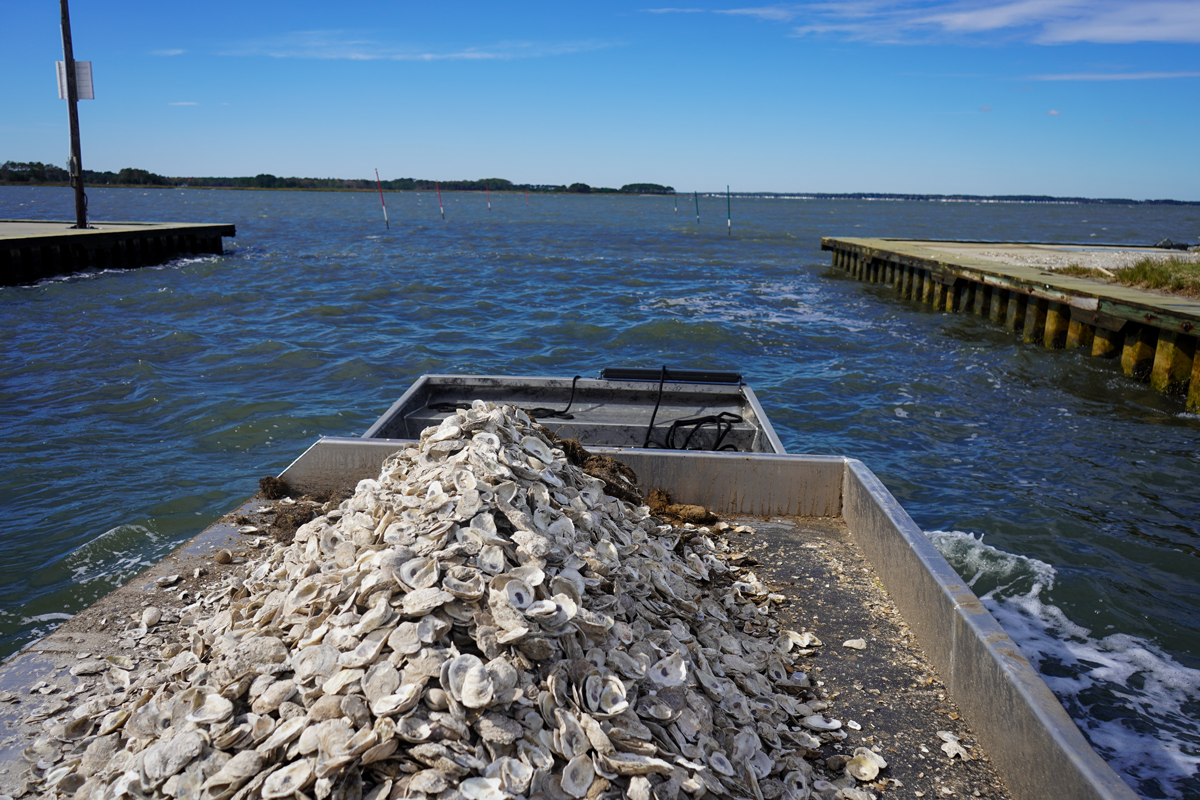 video of any oyster project in Delaware