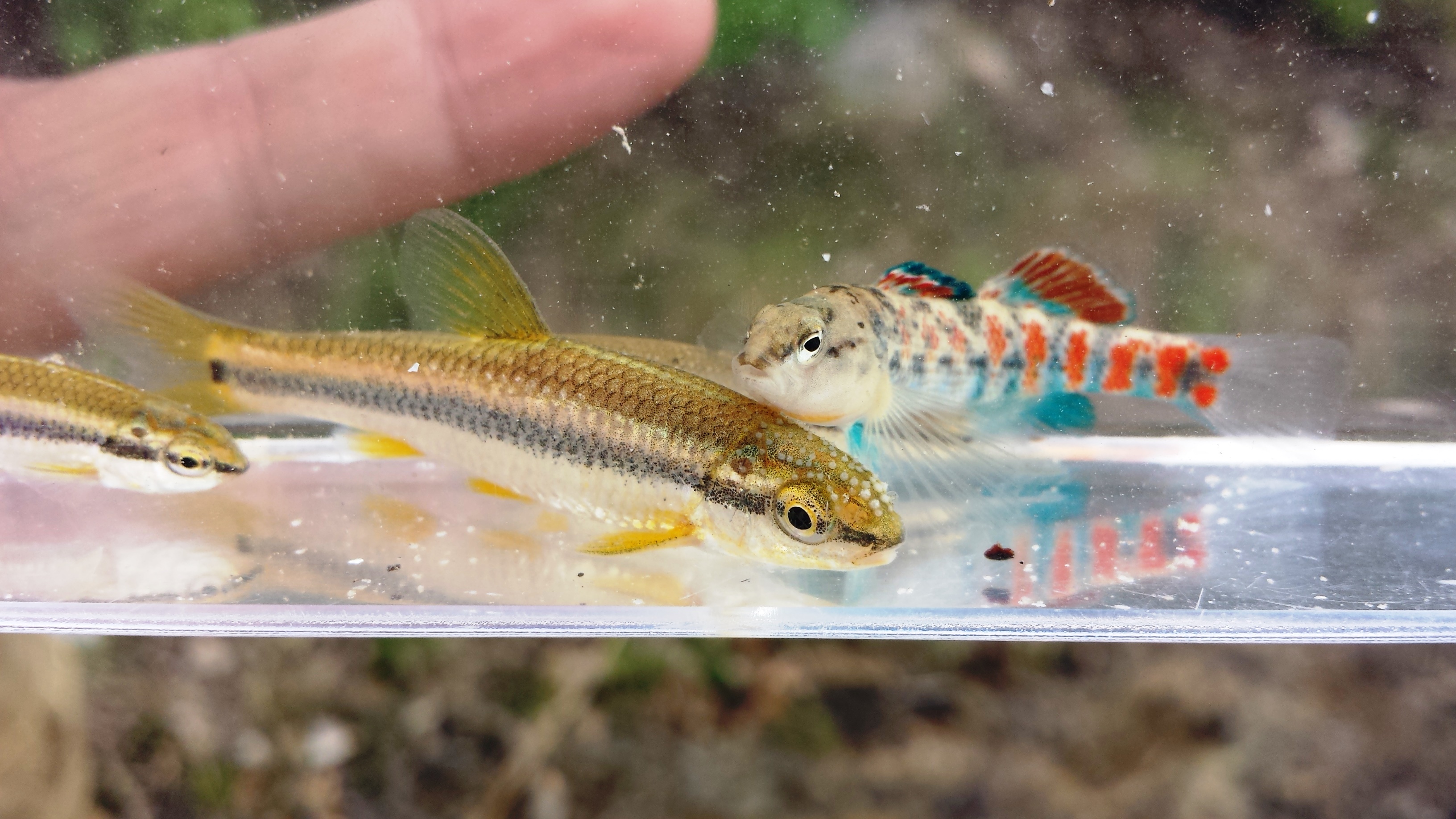 Three colorful fish with orange, yellow, or blue stripes sit in a clear sample container of water.