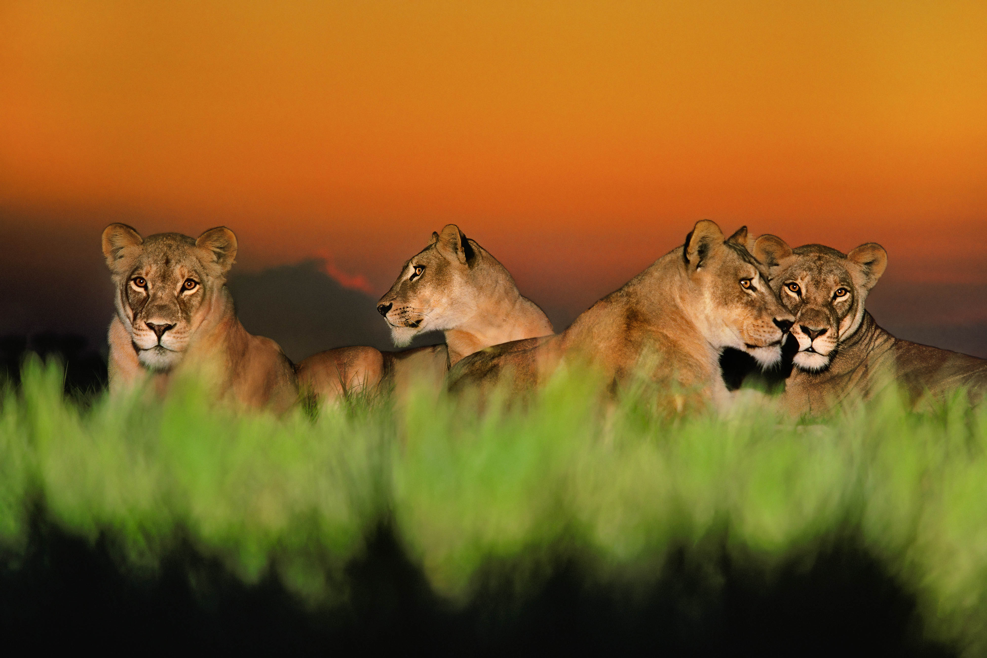 Four female lions lie in the grass at dusk.