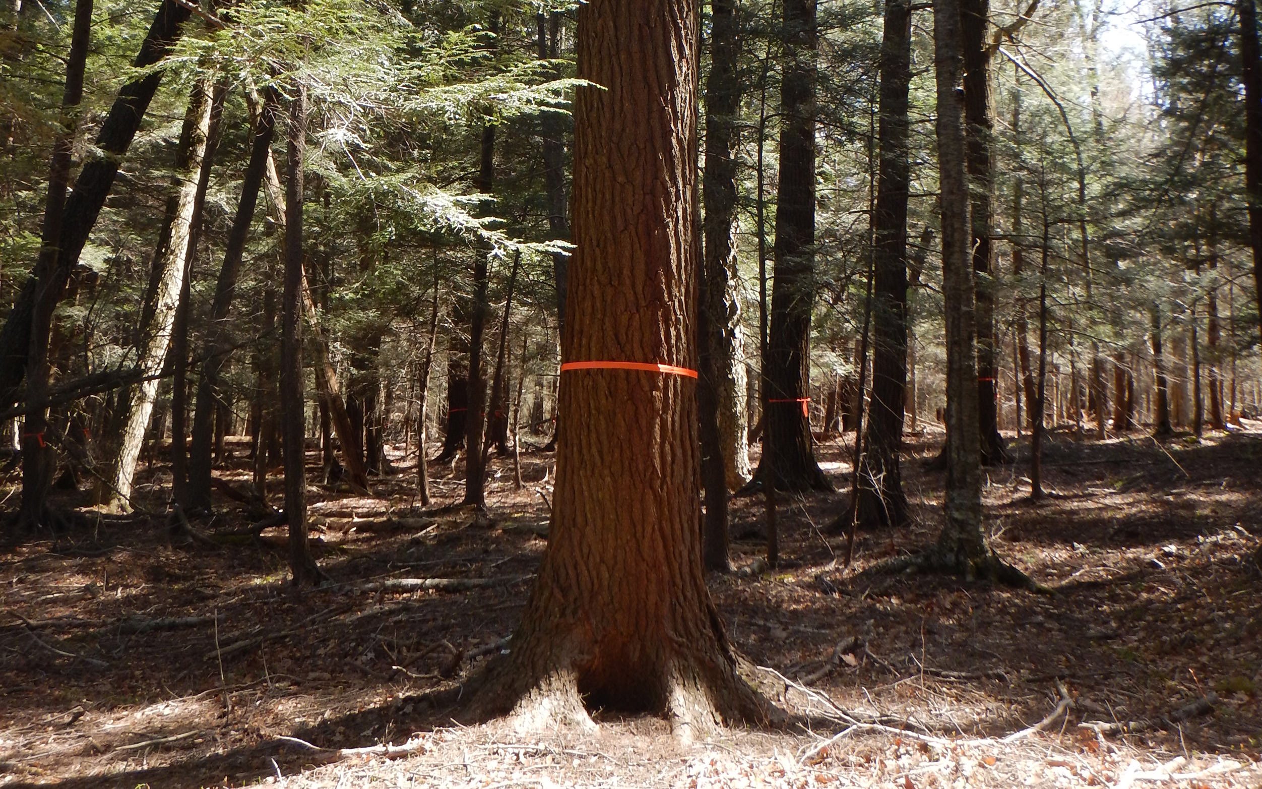 Orange ribbon tied around a hemlock tree.