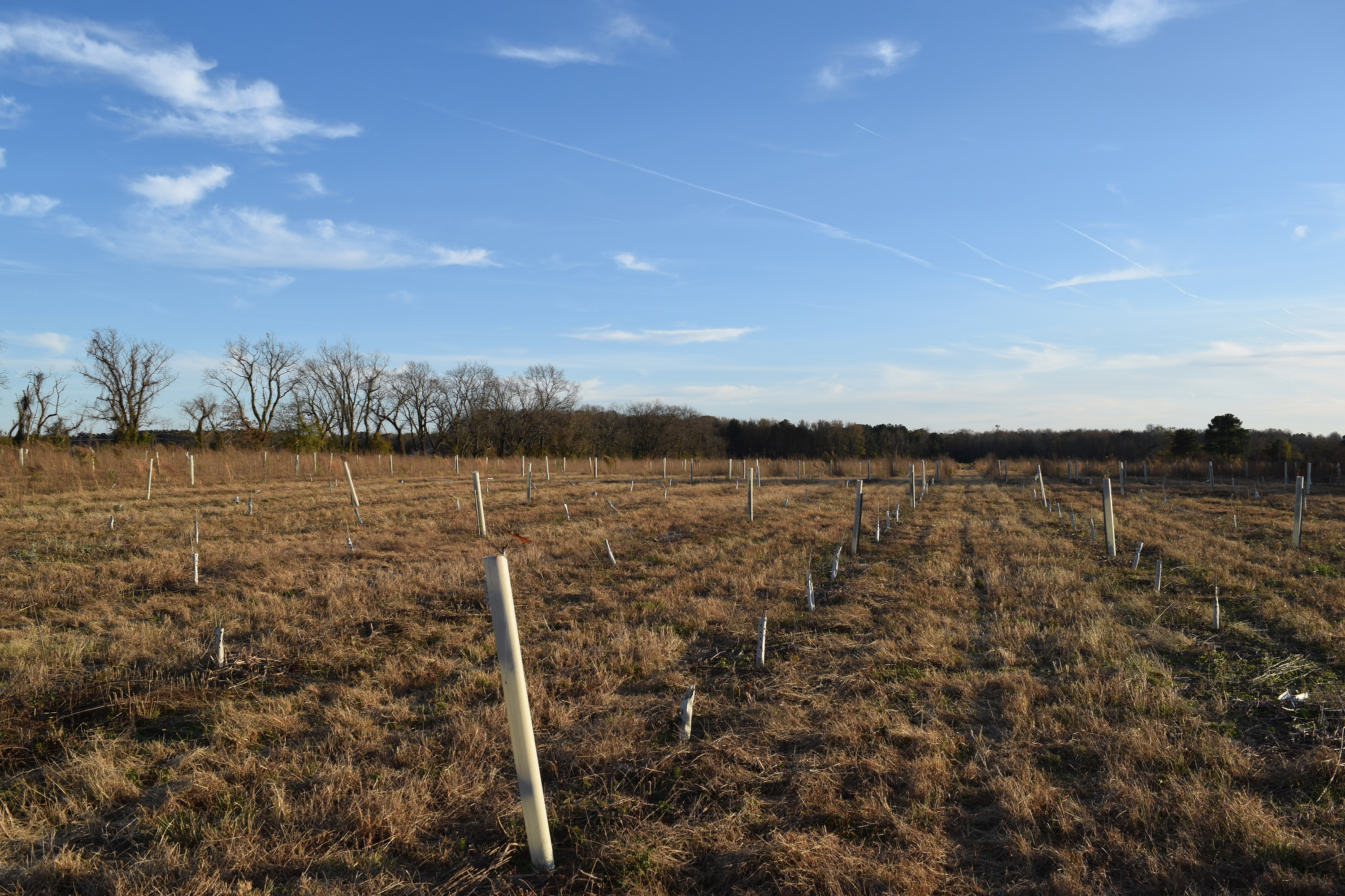 Rows of tall white plastic tubes fill an open field. Shorter cardboard tree shelters fill in the rows between the tubes.
