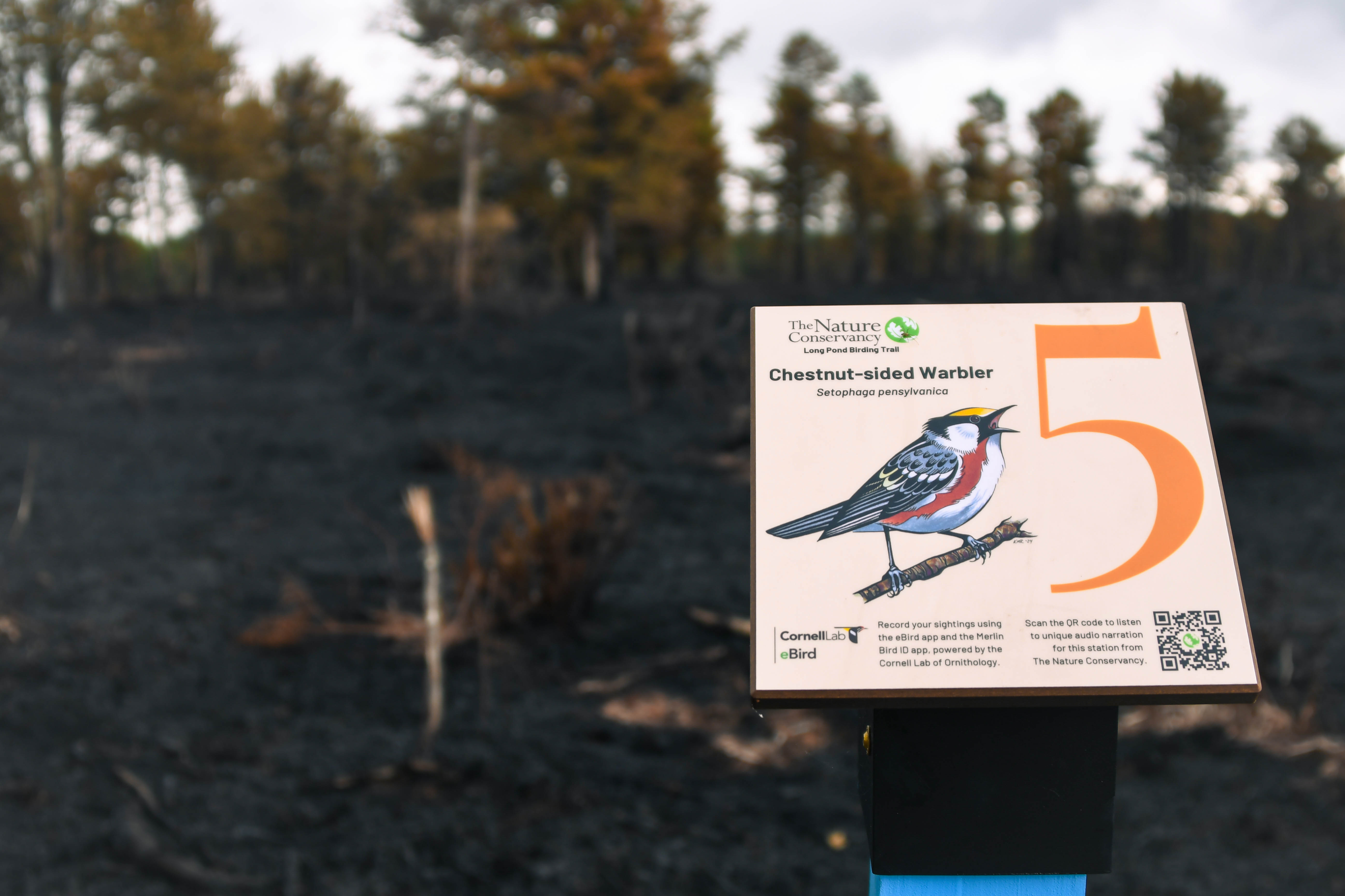 A sign with an illustrated bird and a QR code sits in front of a forest.