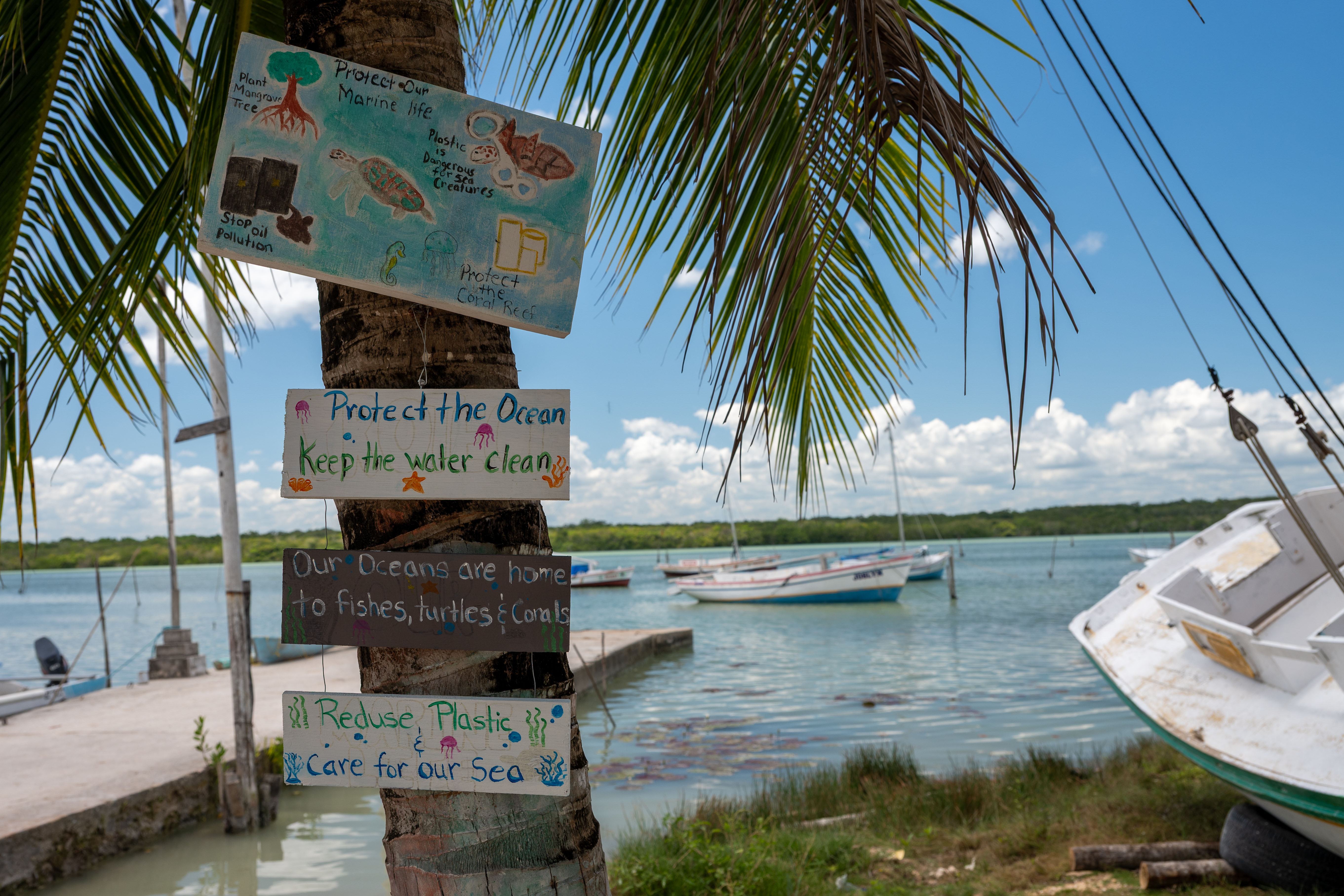 A tree has four signs about protecting the ocean attached to it.