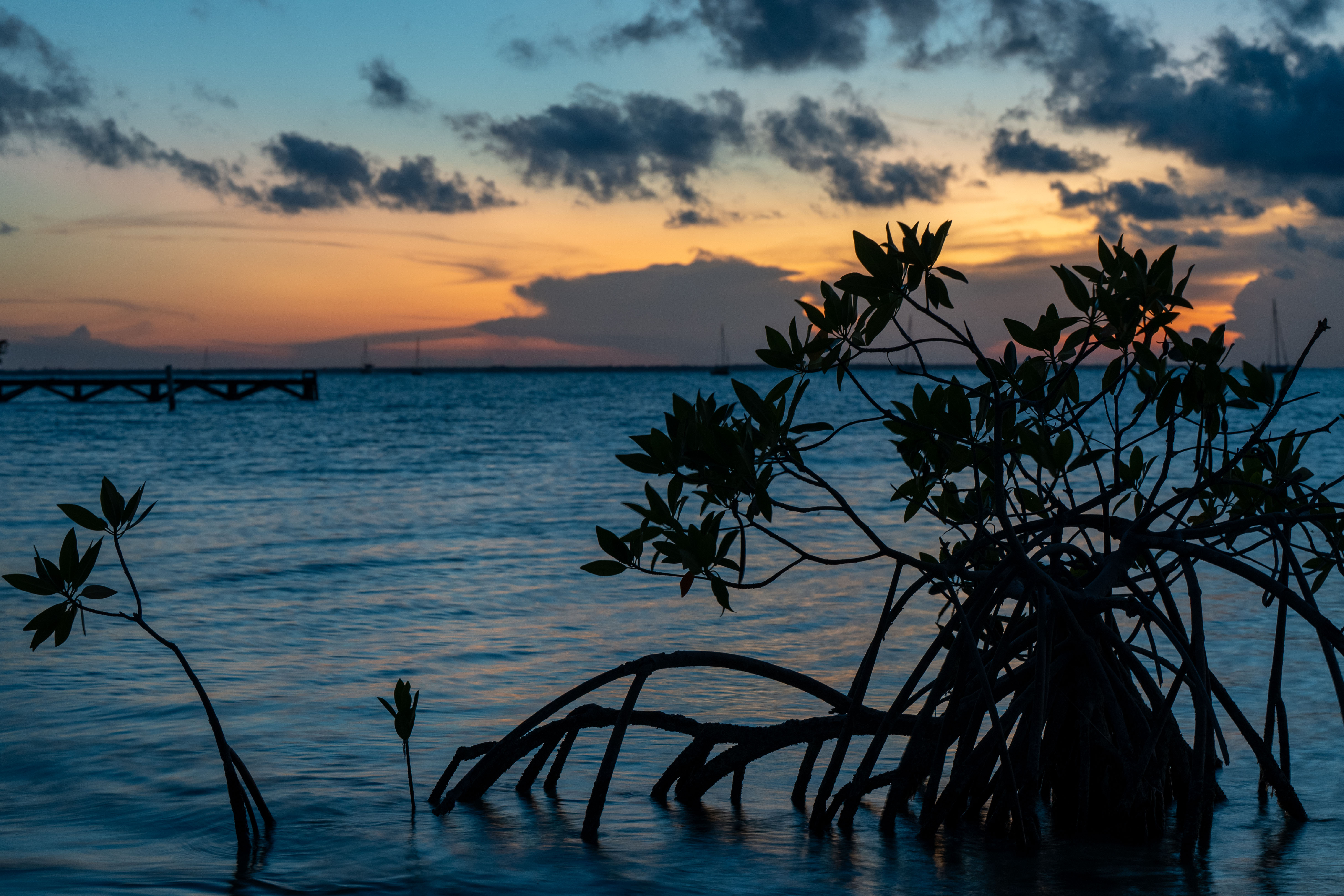 A mangrove grows in an ocean under an orange sunset sky.