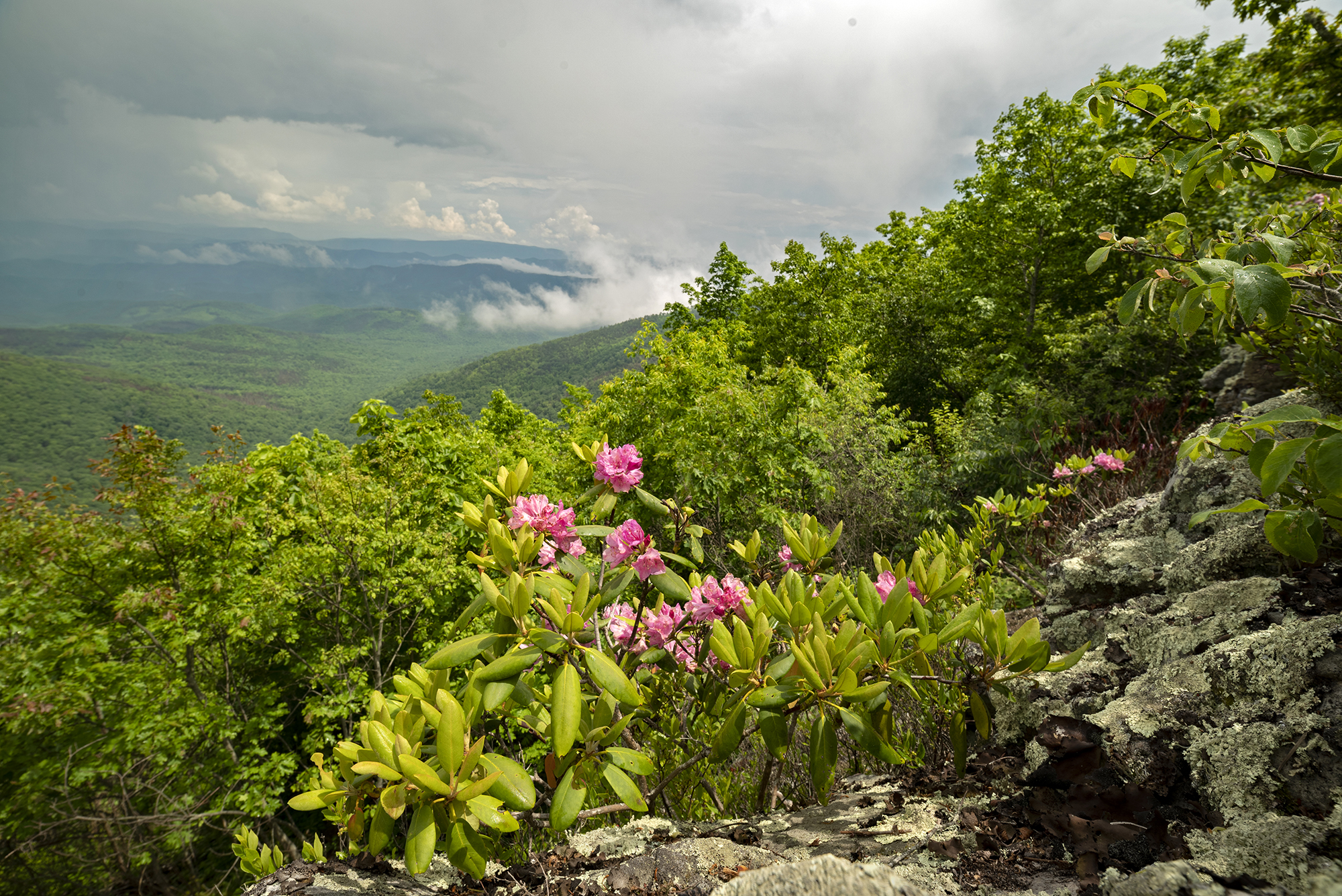 Vegetation of the Appalachians. A mountain slope at Warm Springs Mountain Preserve, Virginia. Rain clouds hover in the sky over Bear Loop Trail as rhododendron blooms in the foreground. 