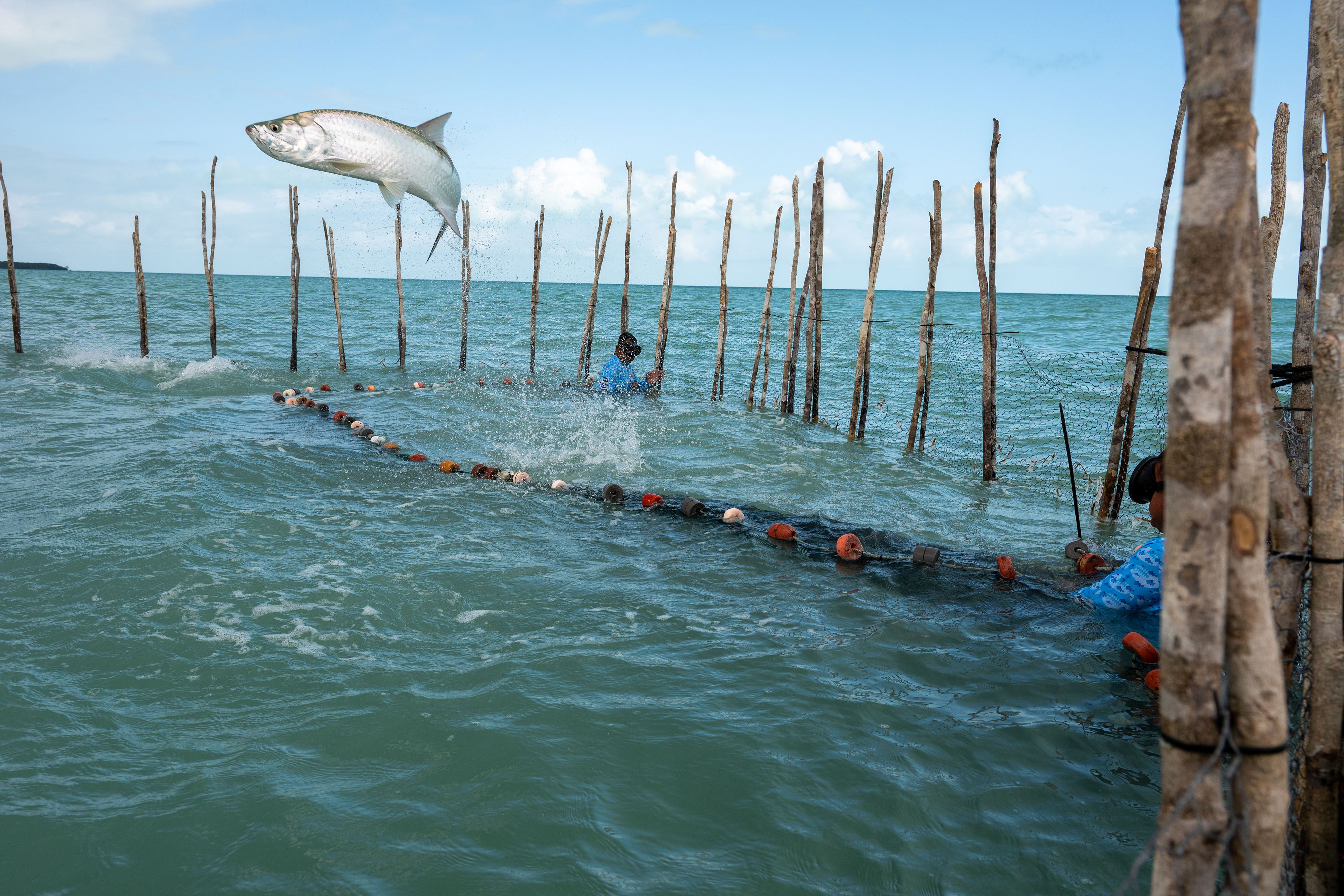 Un pez grande salta fuera del agua, con pescadores de pie en ella hasta el pecho.