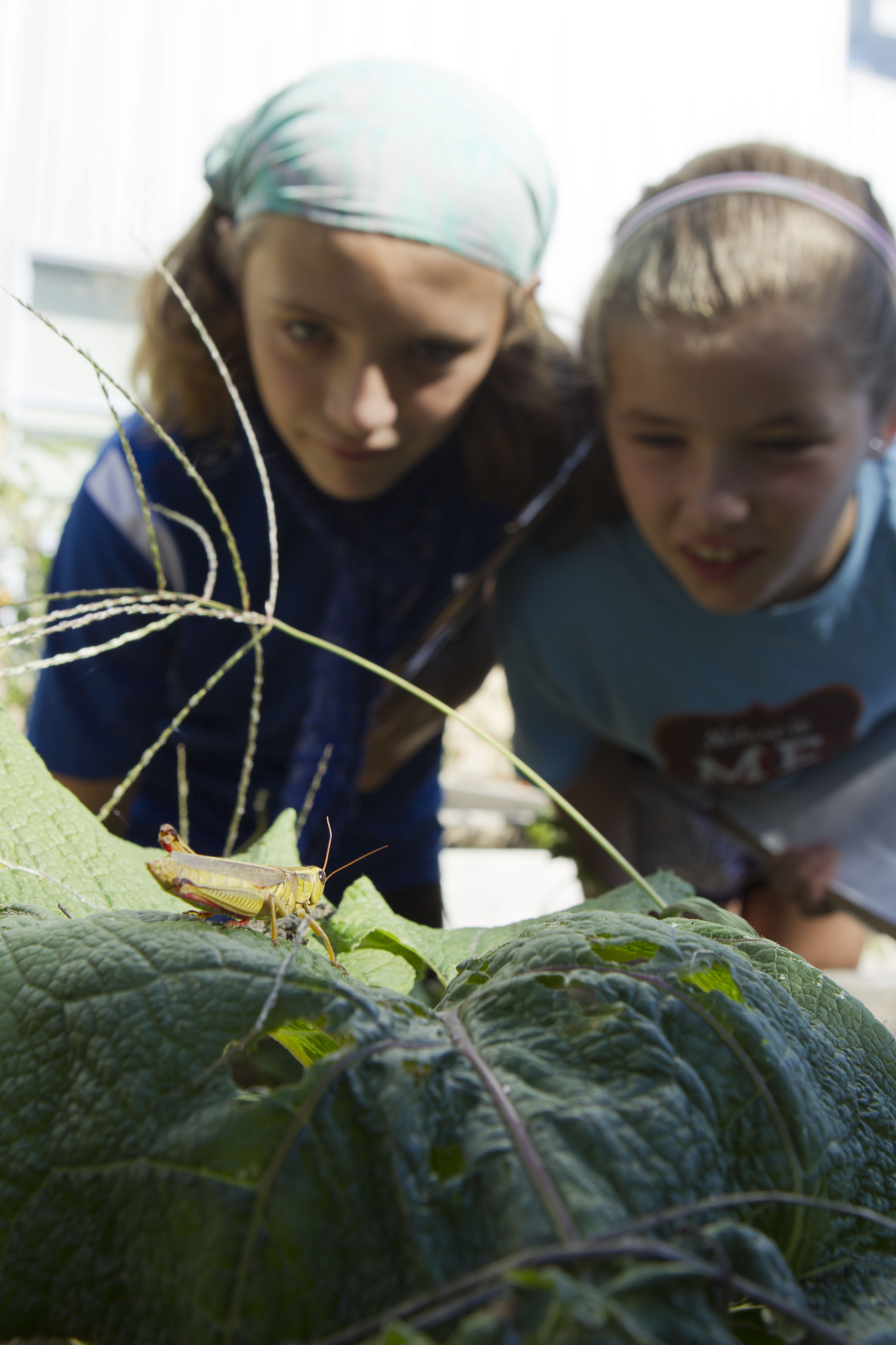 Two young people look at a grasshopper on a leaf.