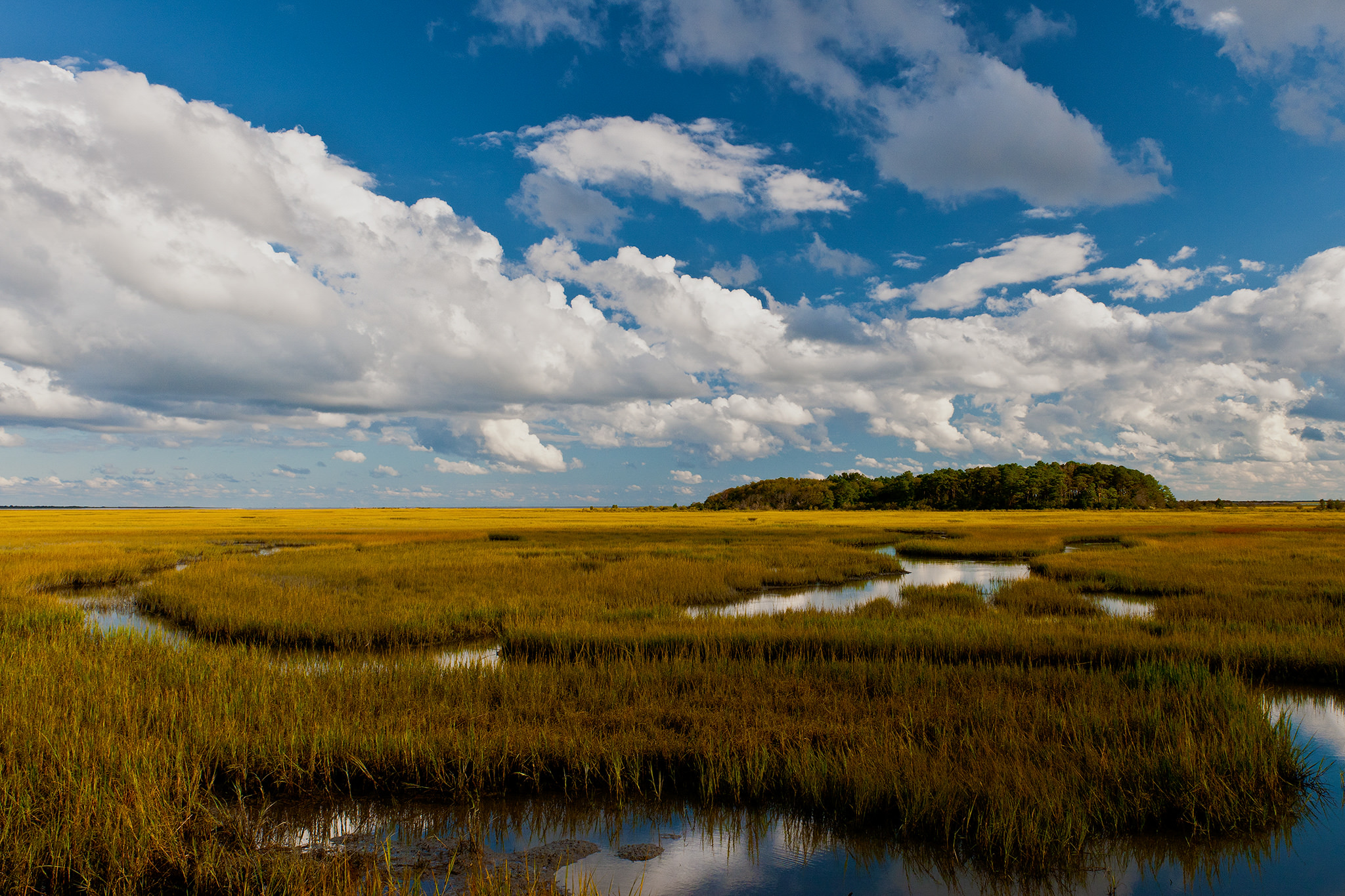 White clouds float in a blue sky above a wetland on Virginia's Eastern Shore. Water winds in narrow paths through the grass.