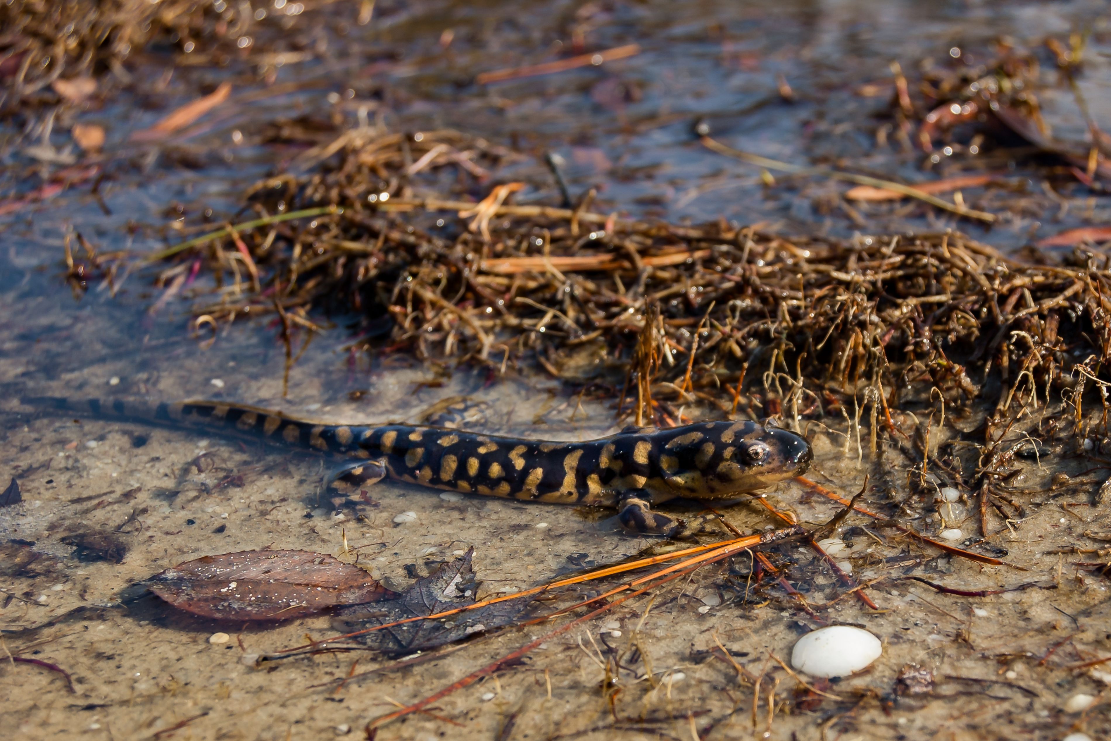 An Eastern tiger salamander is sitting is a sandy, shallow puddle. 