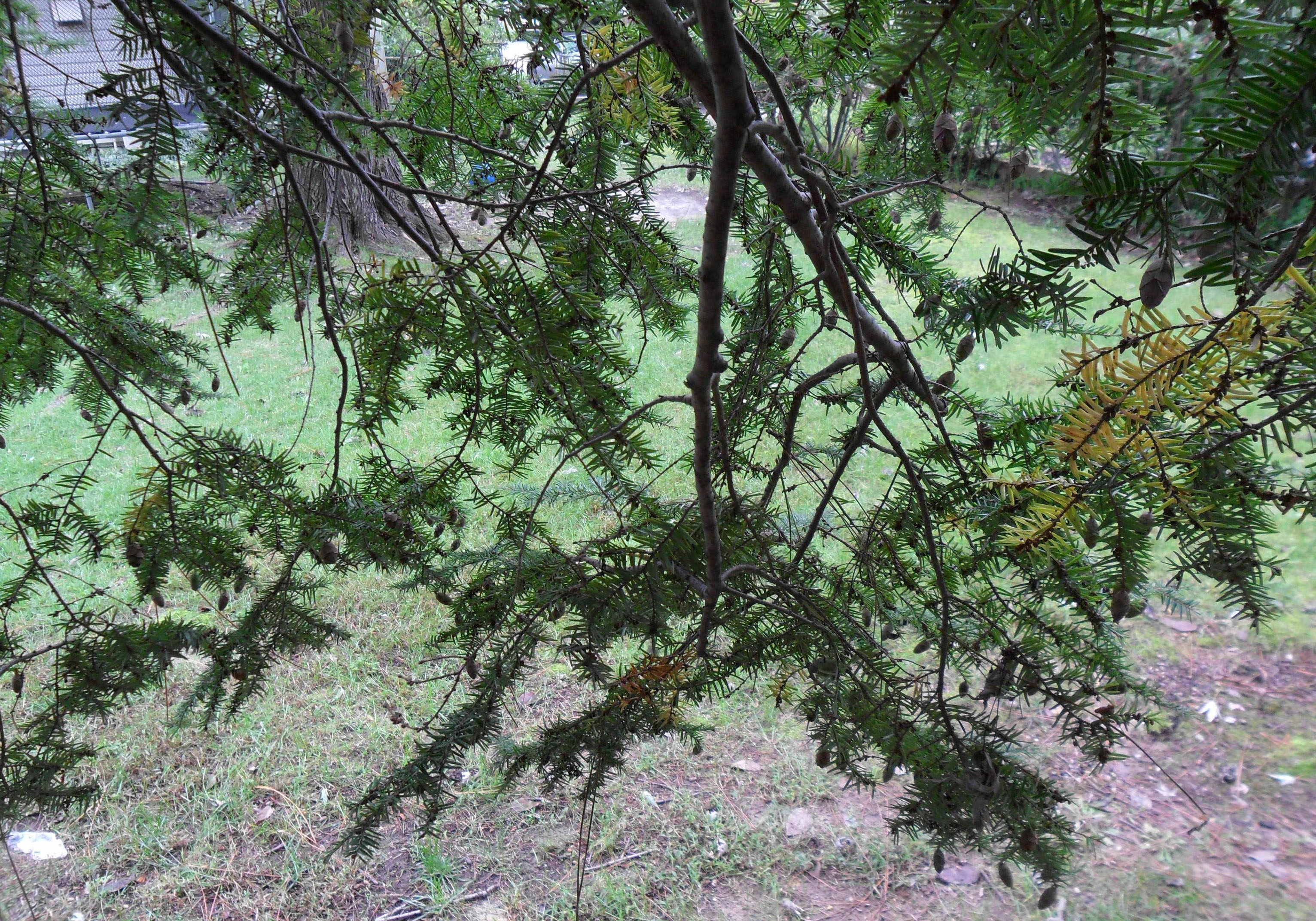 A dense canopy of branches reaches out from a thick tree trunk.