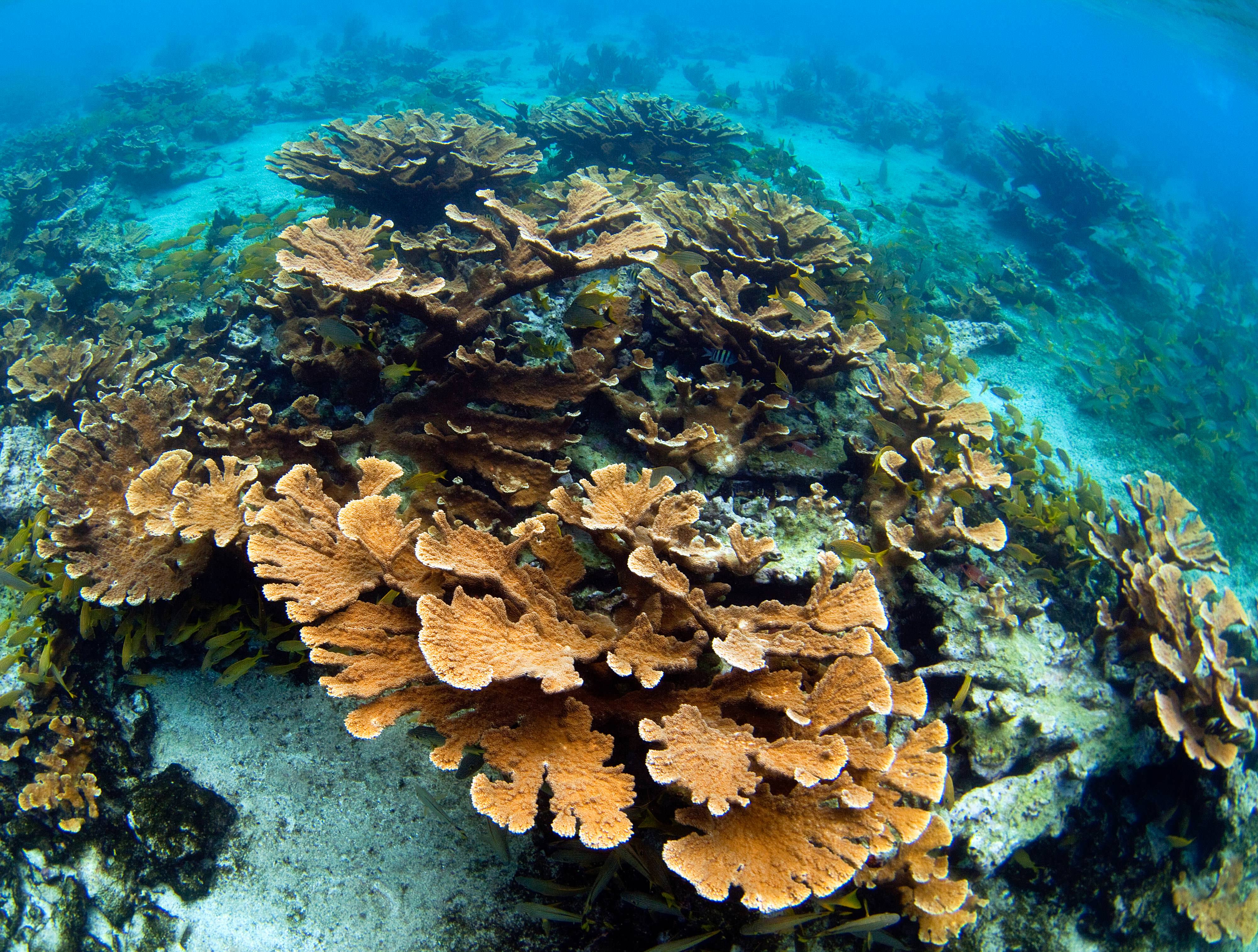 Elkhorn corals in Jardines de la Reina in Cuba