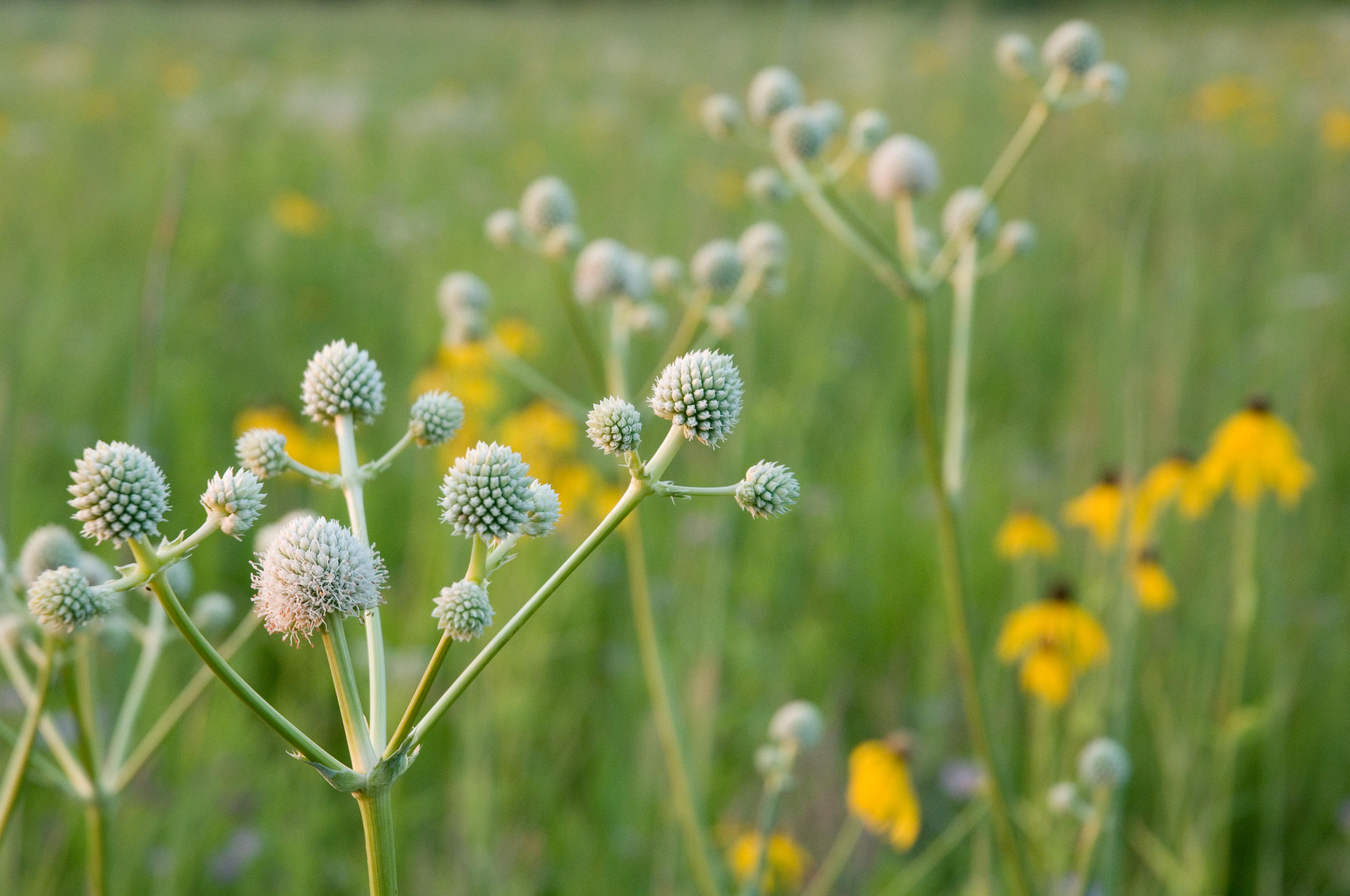 Closeup of rattlesnake master flowers in a grassy field.