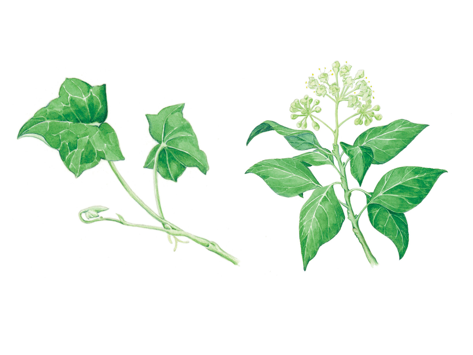 Two illustrations, three-lobed leaves on a thin twisting vine and a group of leaves around a central cluster of small white blossoms.