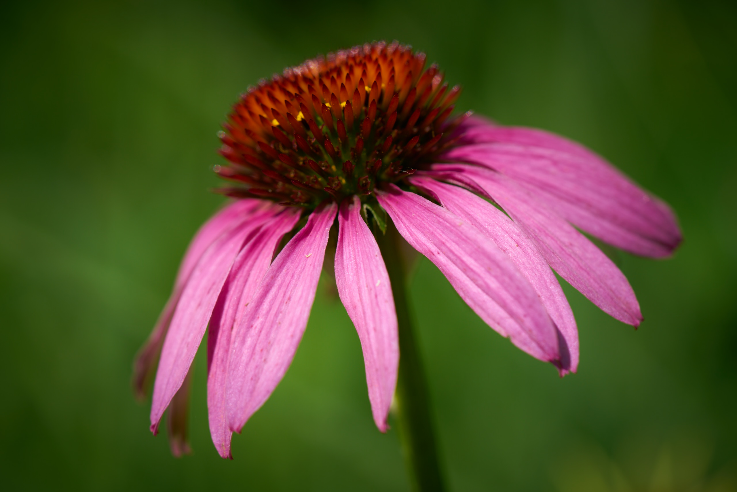 A picture of a flower with an orange-pink spiky cone with pink petals drooping down.