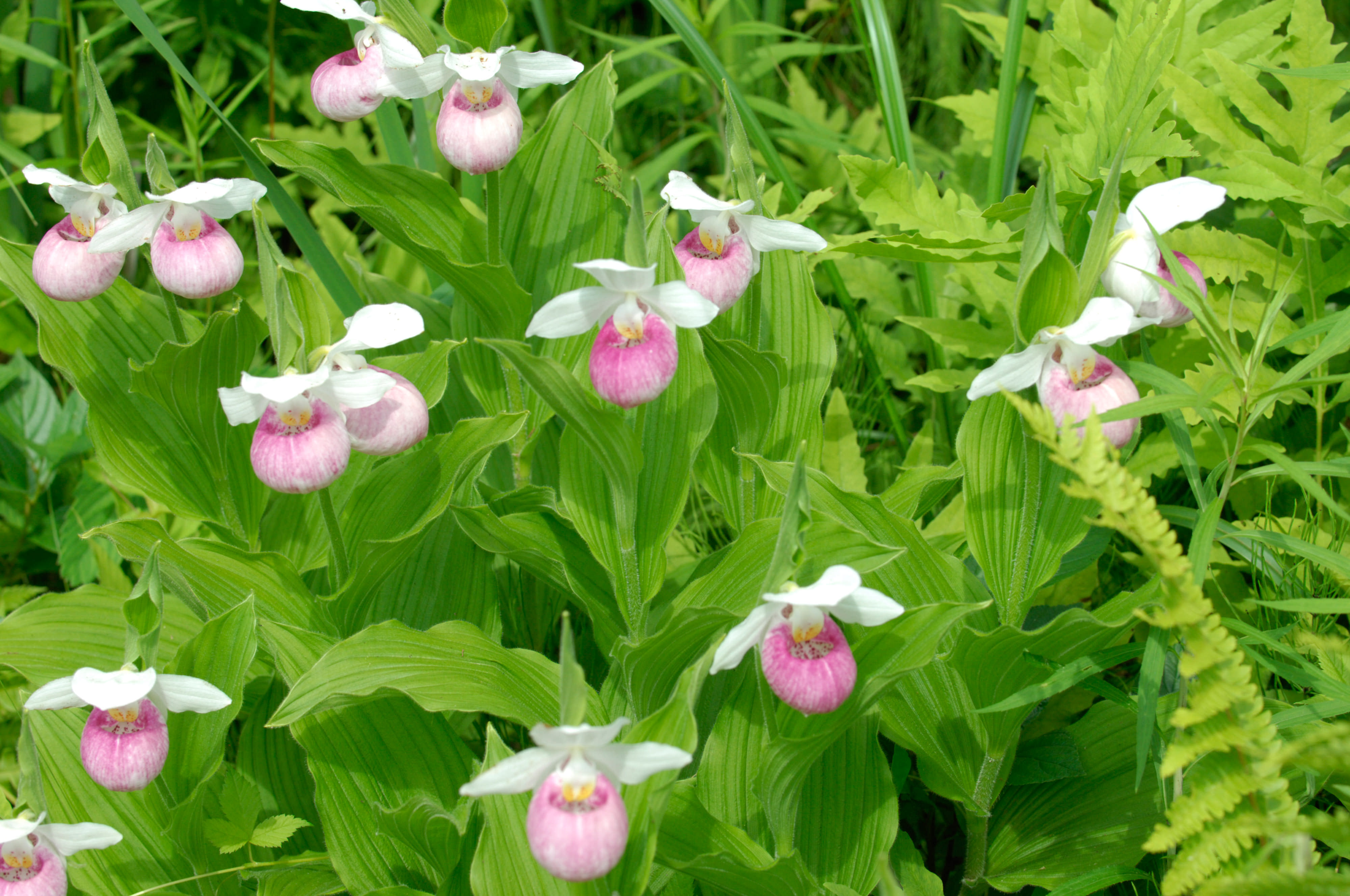 Wildflowers with a rounded, pink portion overhung by three white petals, on a bed of bright green foliage.