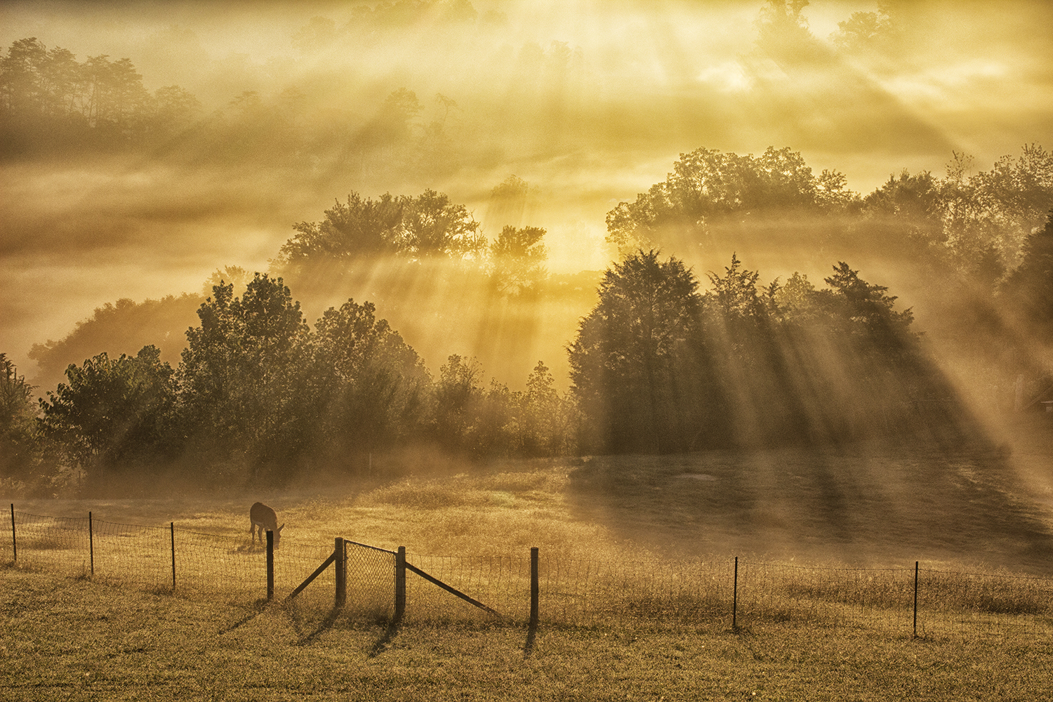 A donkey grazes on a farm bathed in misty sunlight in Townsend, Tennessee.