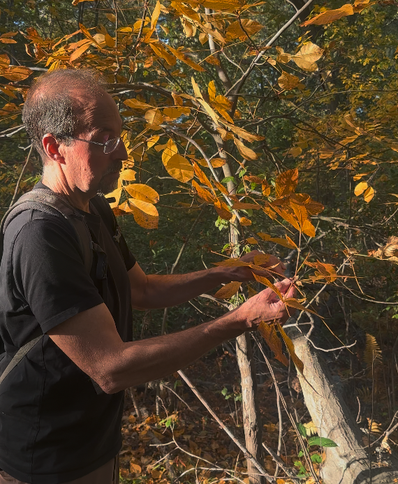 A man examines yellow leaves on a tree in the forest. 