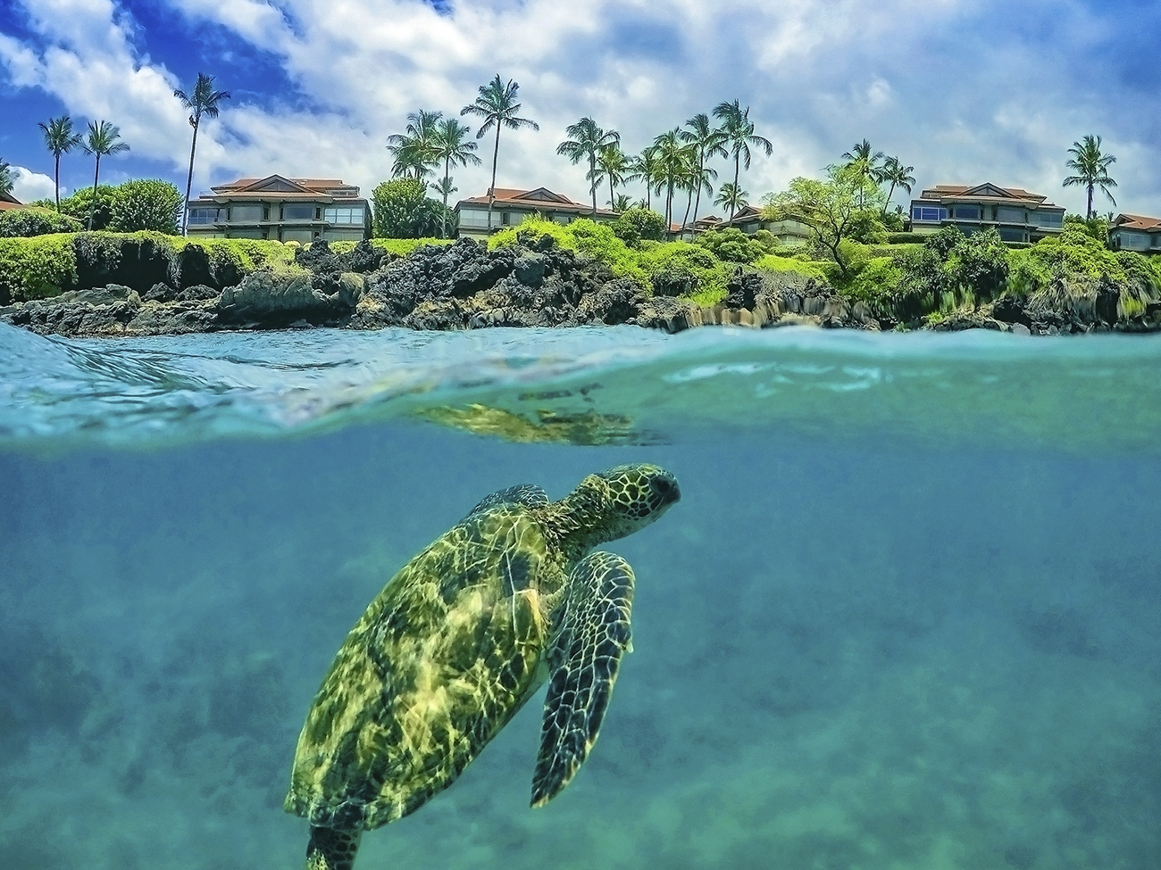 This is a Split shot photograph from a residential area in Maui, Hawaii called Wailea. The Green sea Turtle are swimming in the ocean. She leaves side by side with humans.
