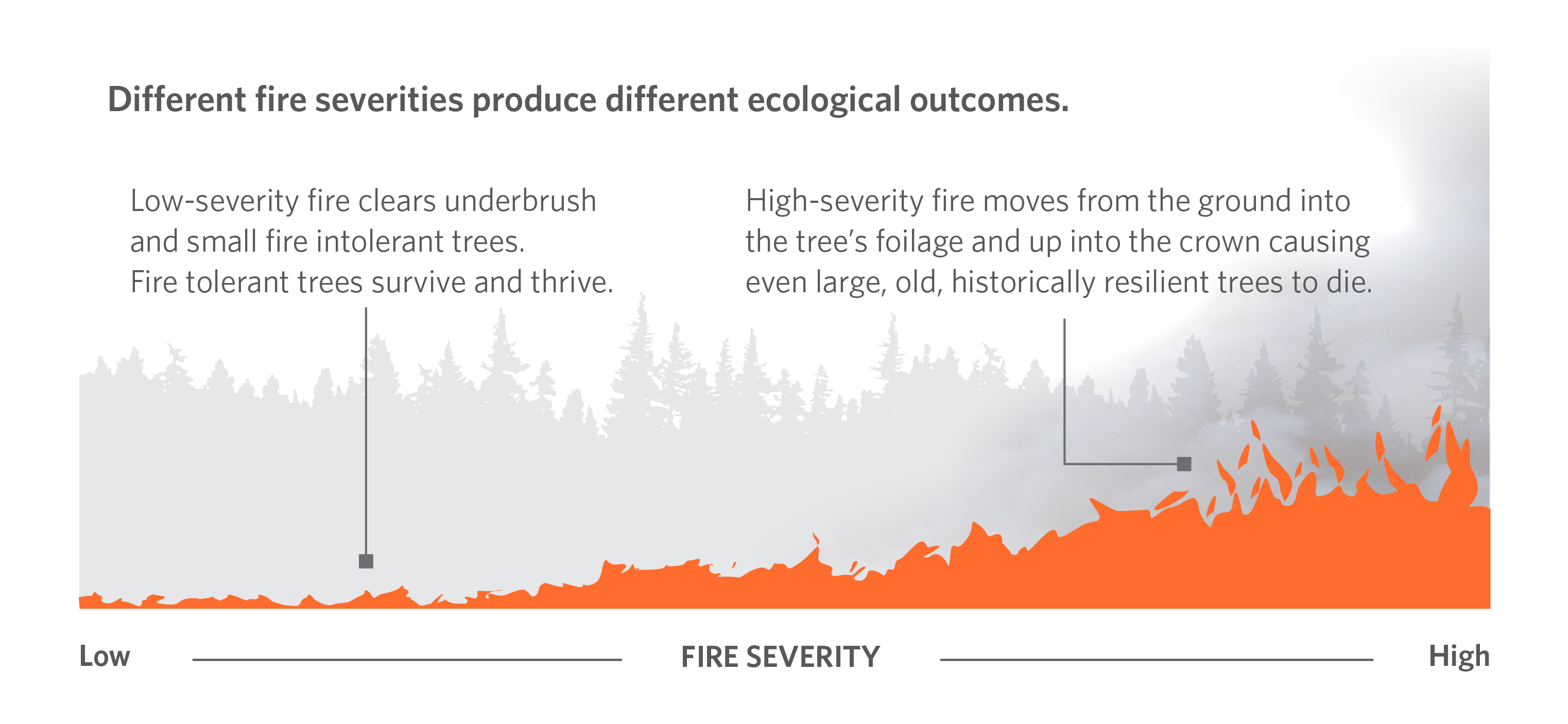 Graphic comparing the ecological impact of low versus high severity fire.