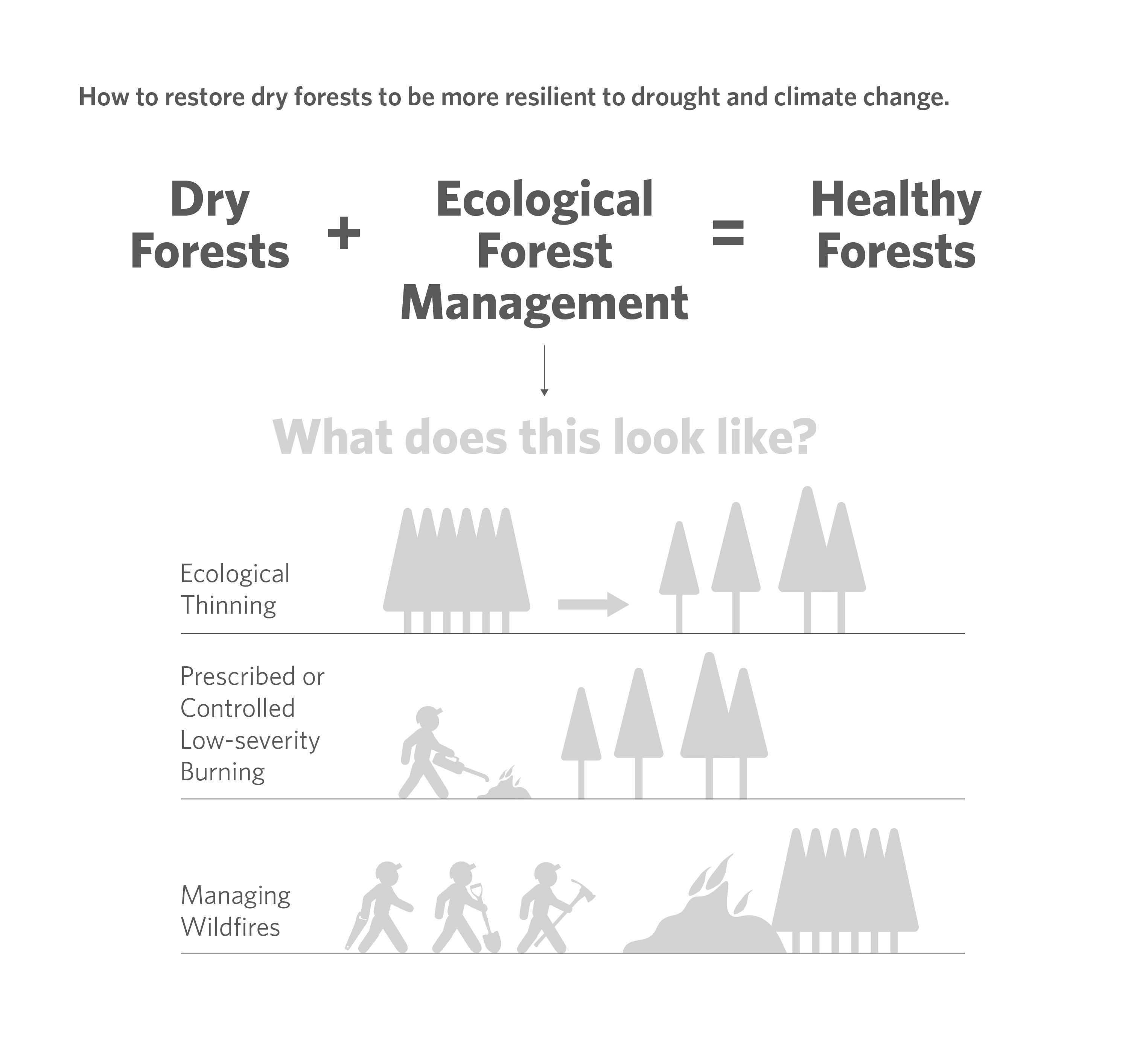 Graphic showing how today's dry forests can be managed with fire to be more healthy.