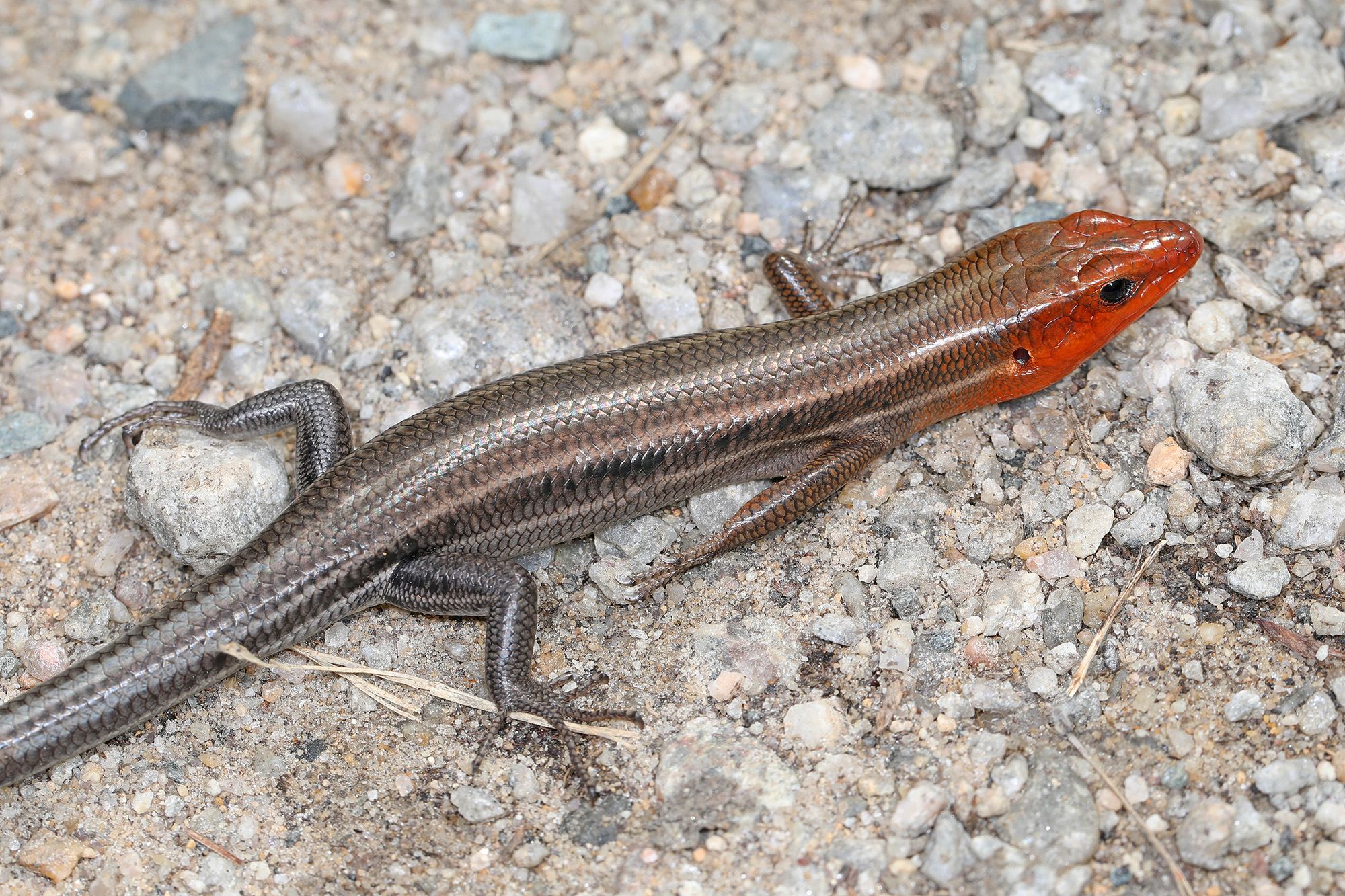 A small amphibian with shiny brown scales.