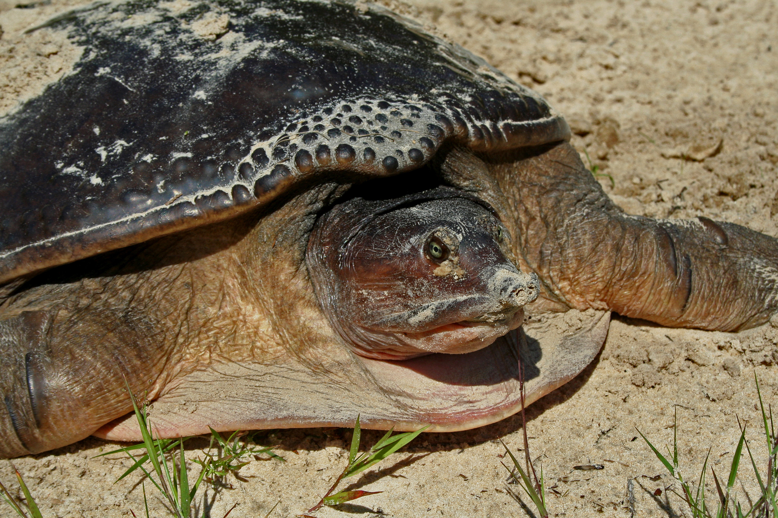 A Florida softshell turtle lays in the sun, basking in the rays, while grains of sand rest on the reptiles shell.