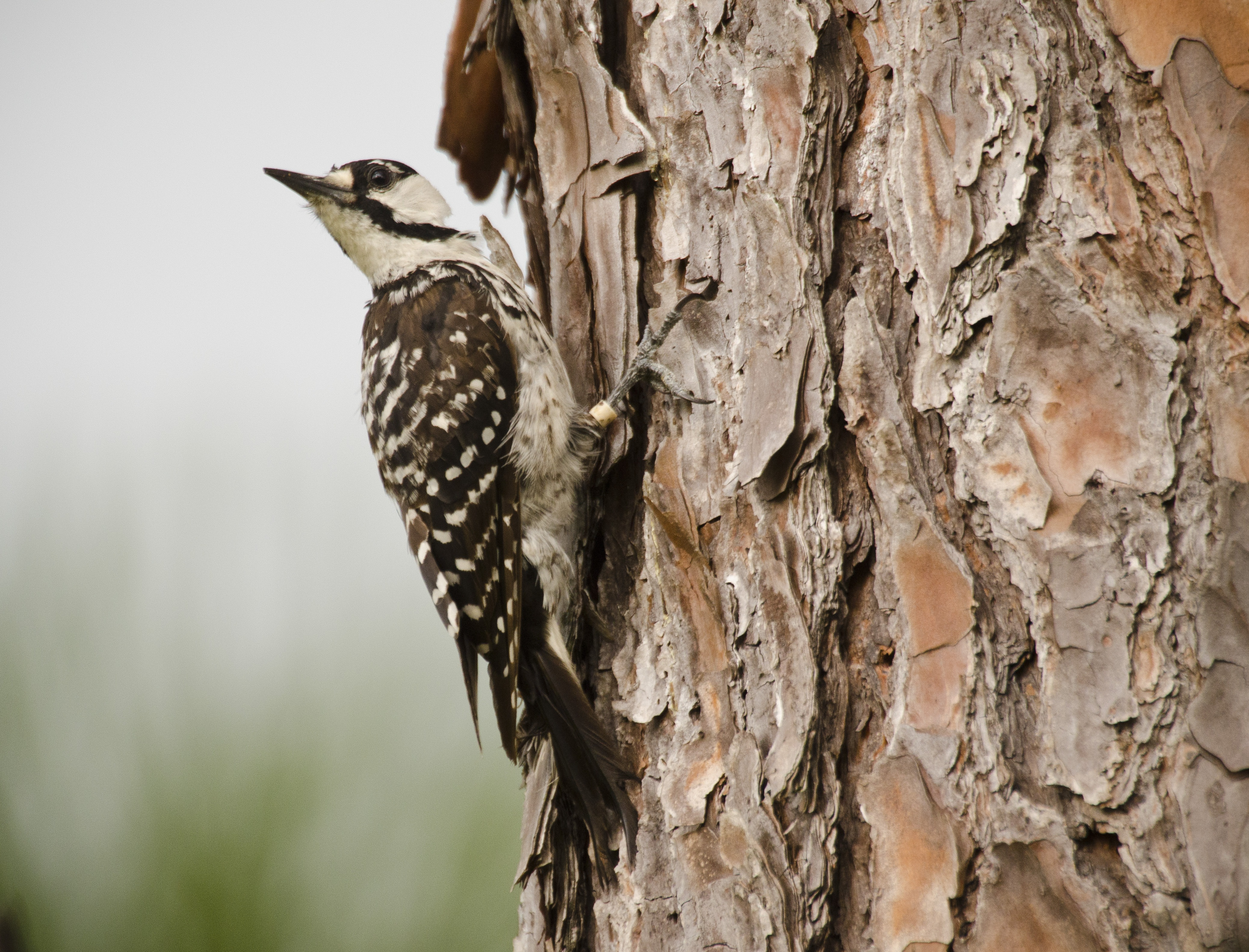 A red-cockaded woodpecker perched on a tree.