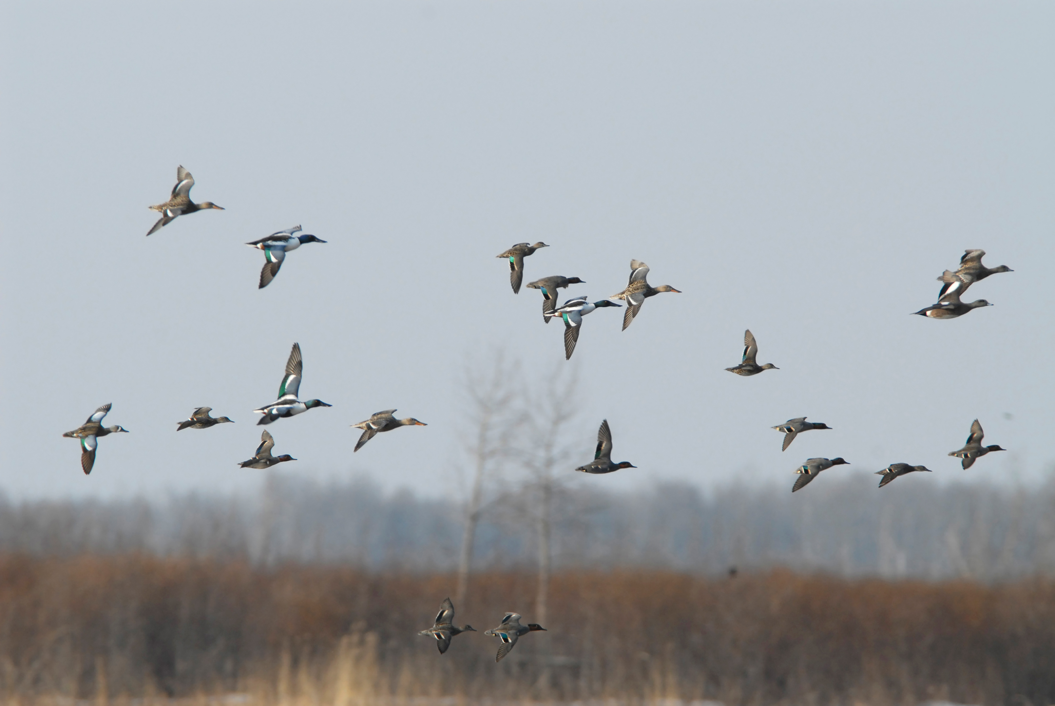 A flock of ducks in flight over a prairie