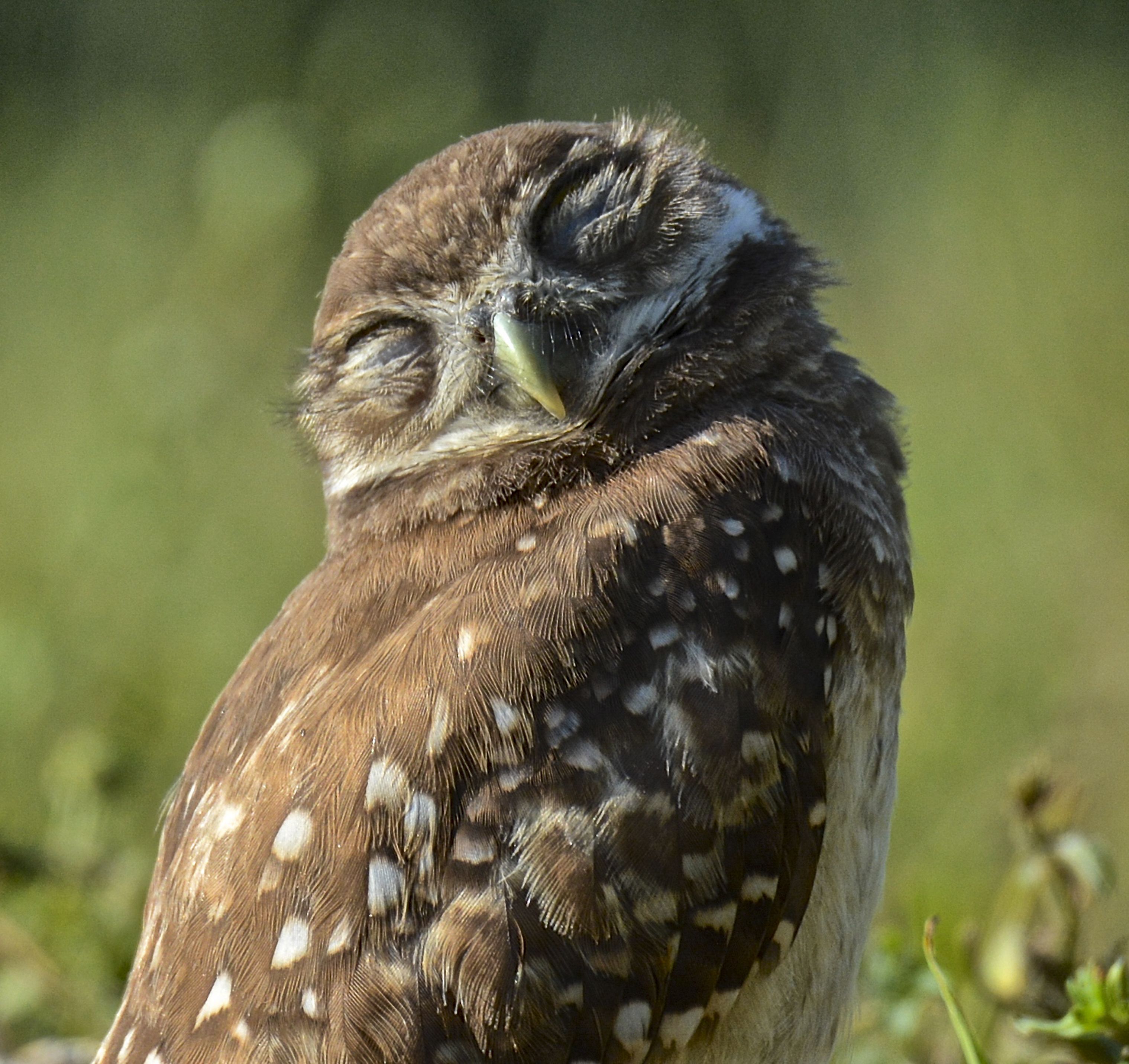 A burrowing owl closes its eyes and tilts its head as it stands in the sun.