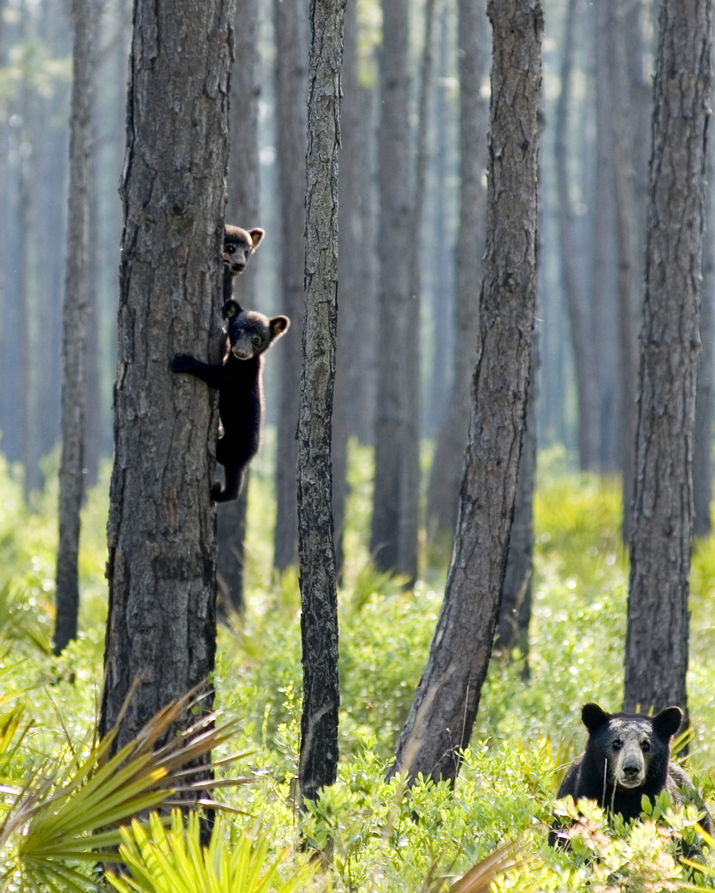 A mother black bear on the ground with cubs in a tree.