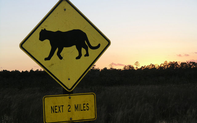 Florida panther road crossing sign. 